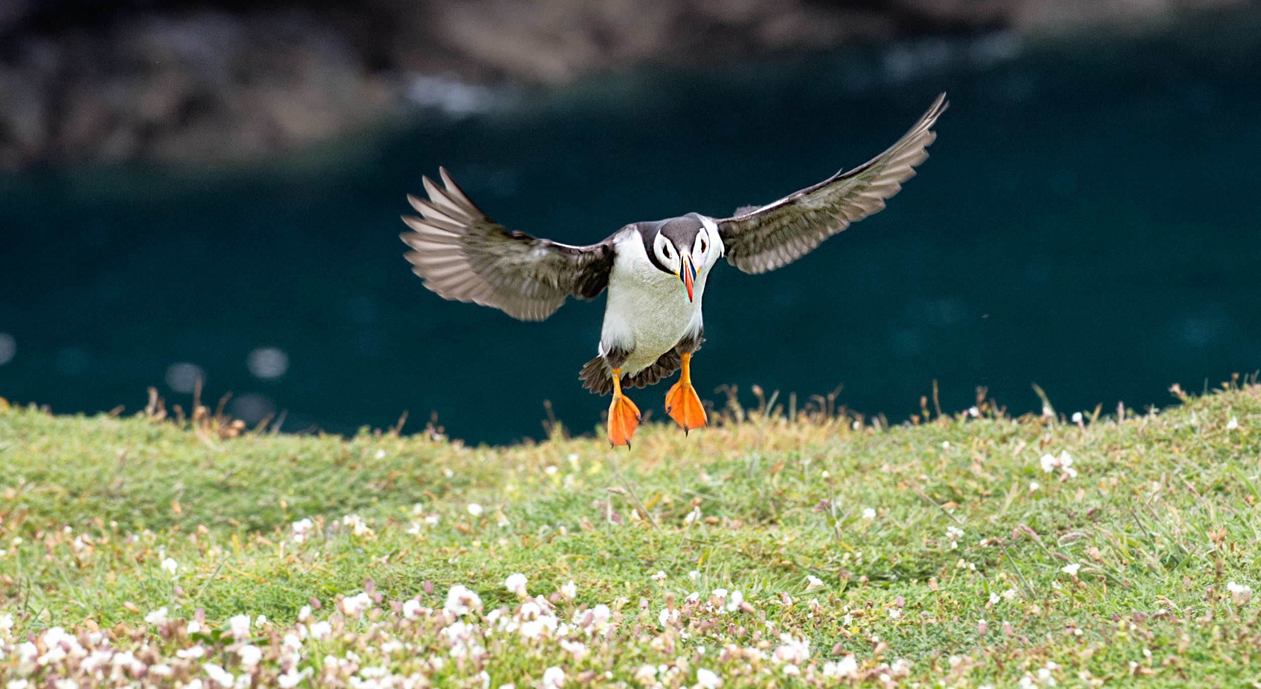 Puffin Landing 3.png