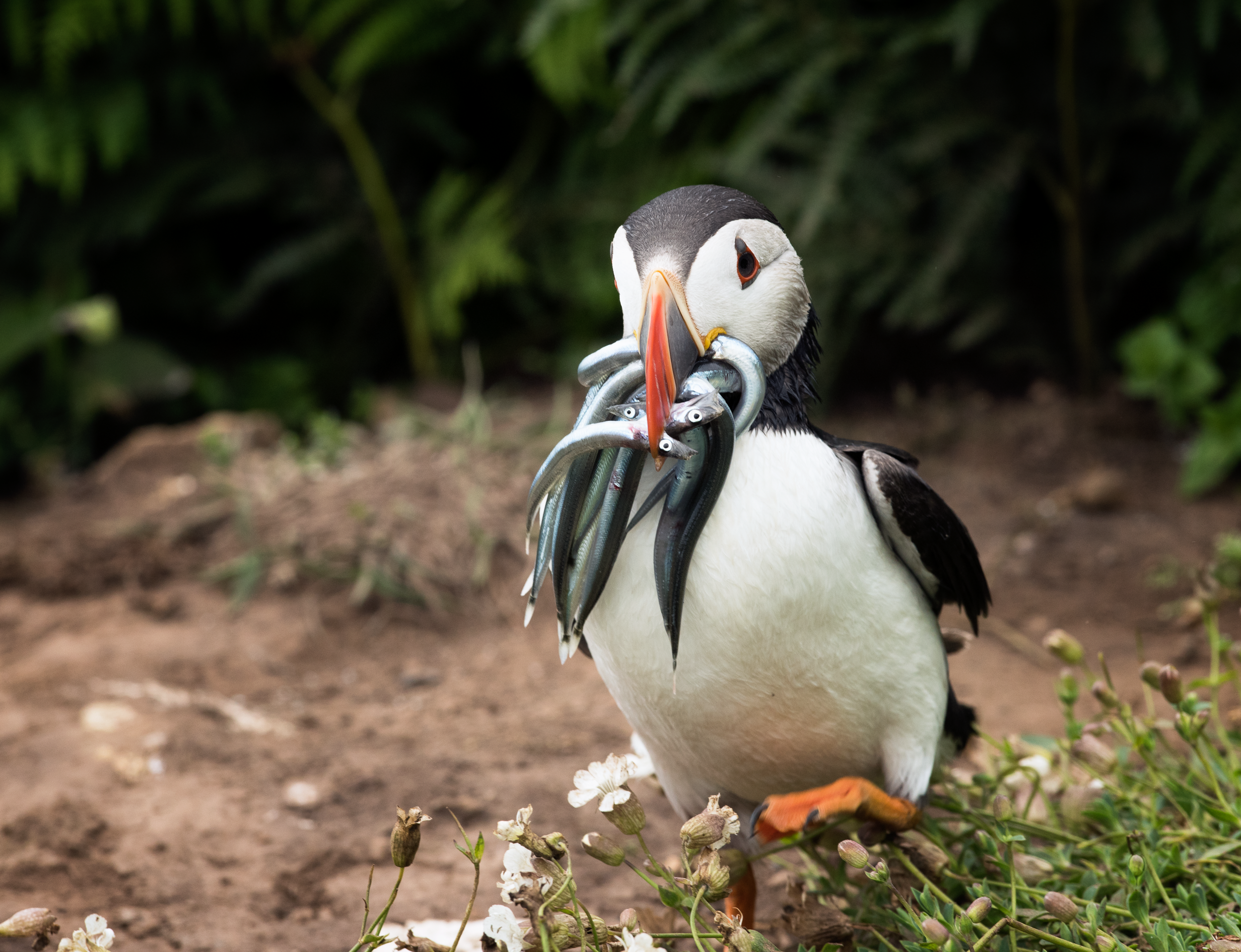Puffin Sandeals Walking.png