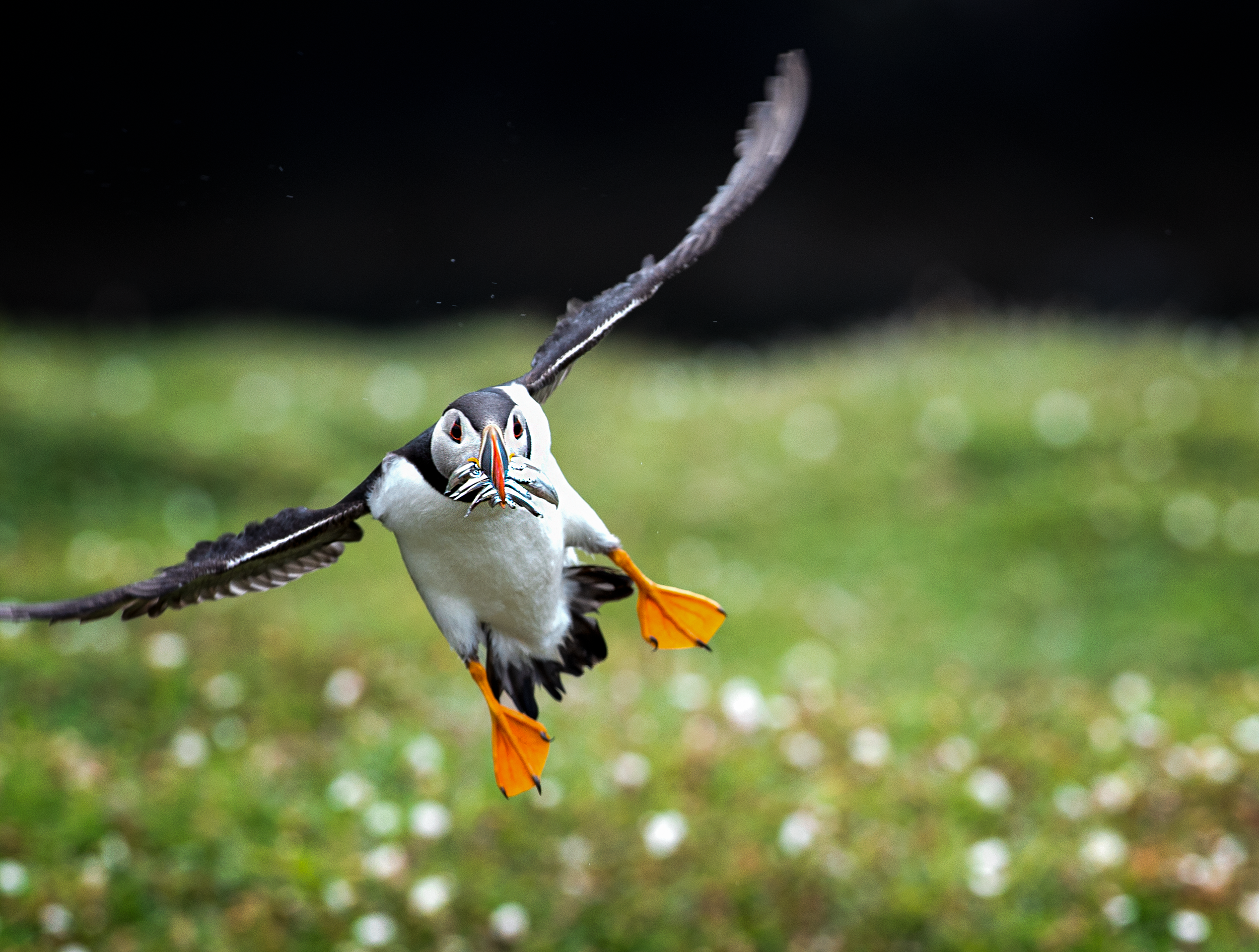 Puffin Sideways Landing.png