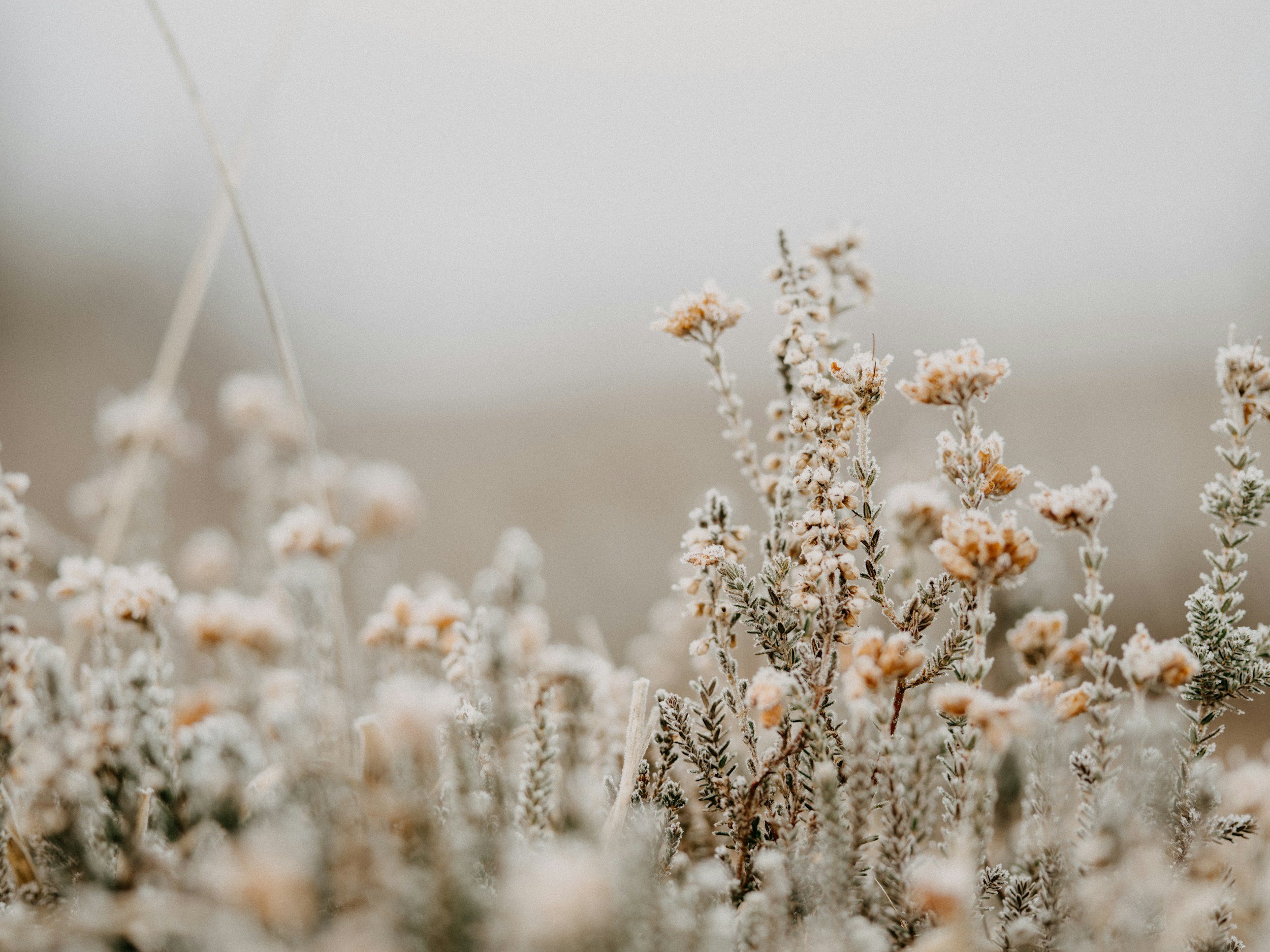 Frosted wildflowers in a field with a blurry background.