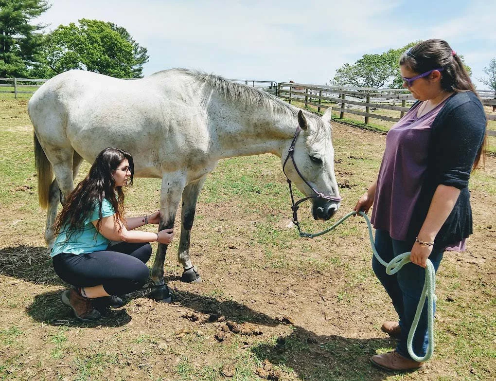 Equine Acupressure Basics Classes