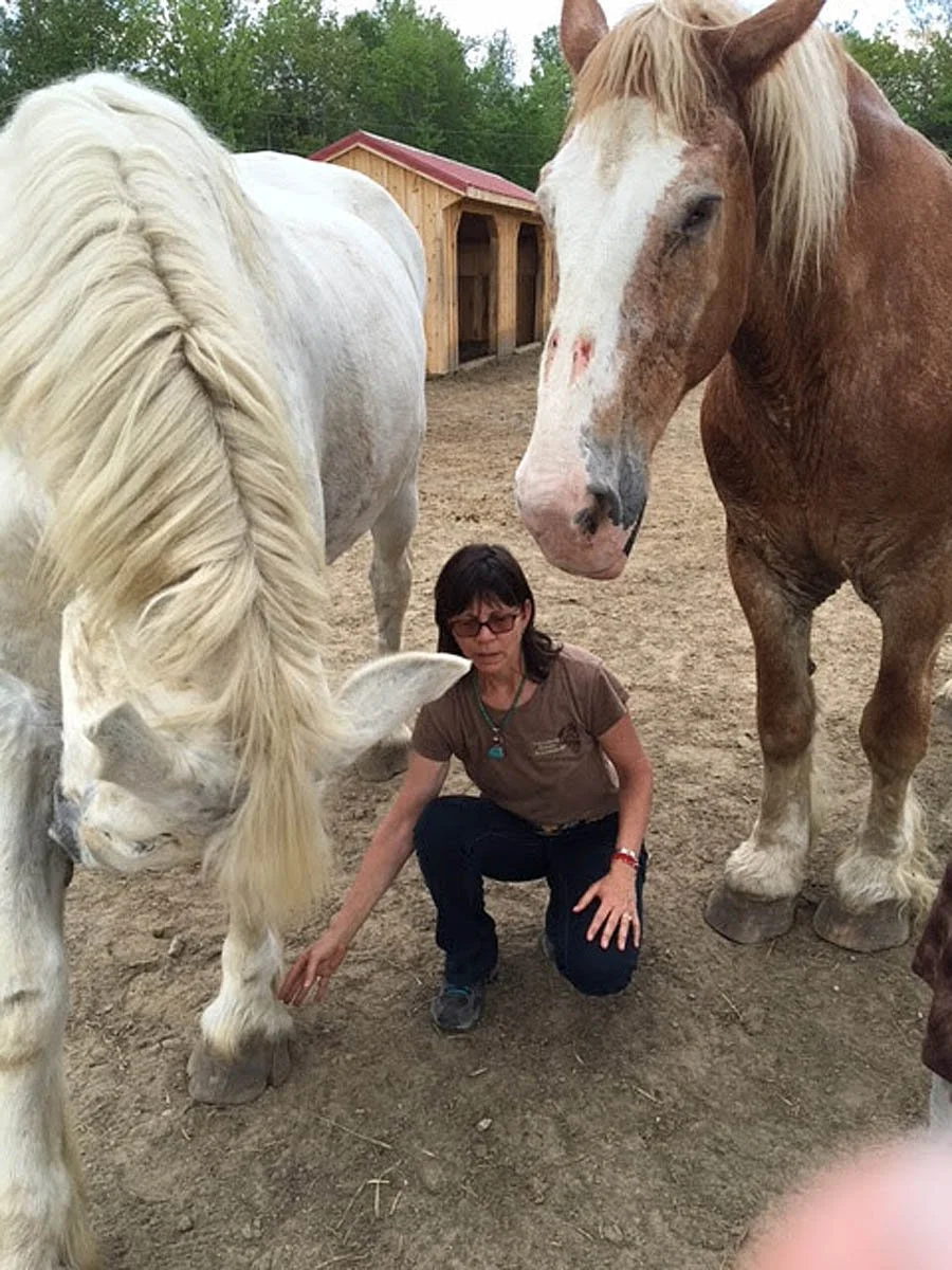Equine Acupressure, Linda with two draft horses