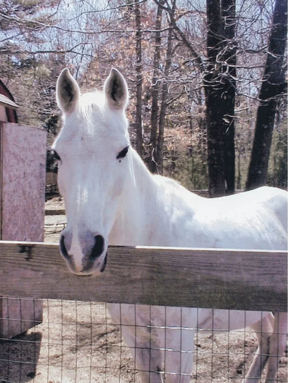 Czammy, Linda's first horse