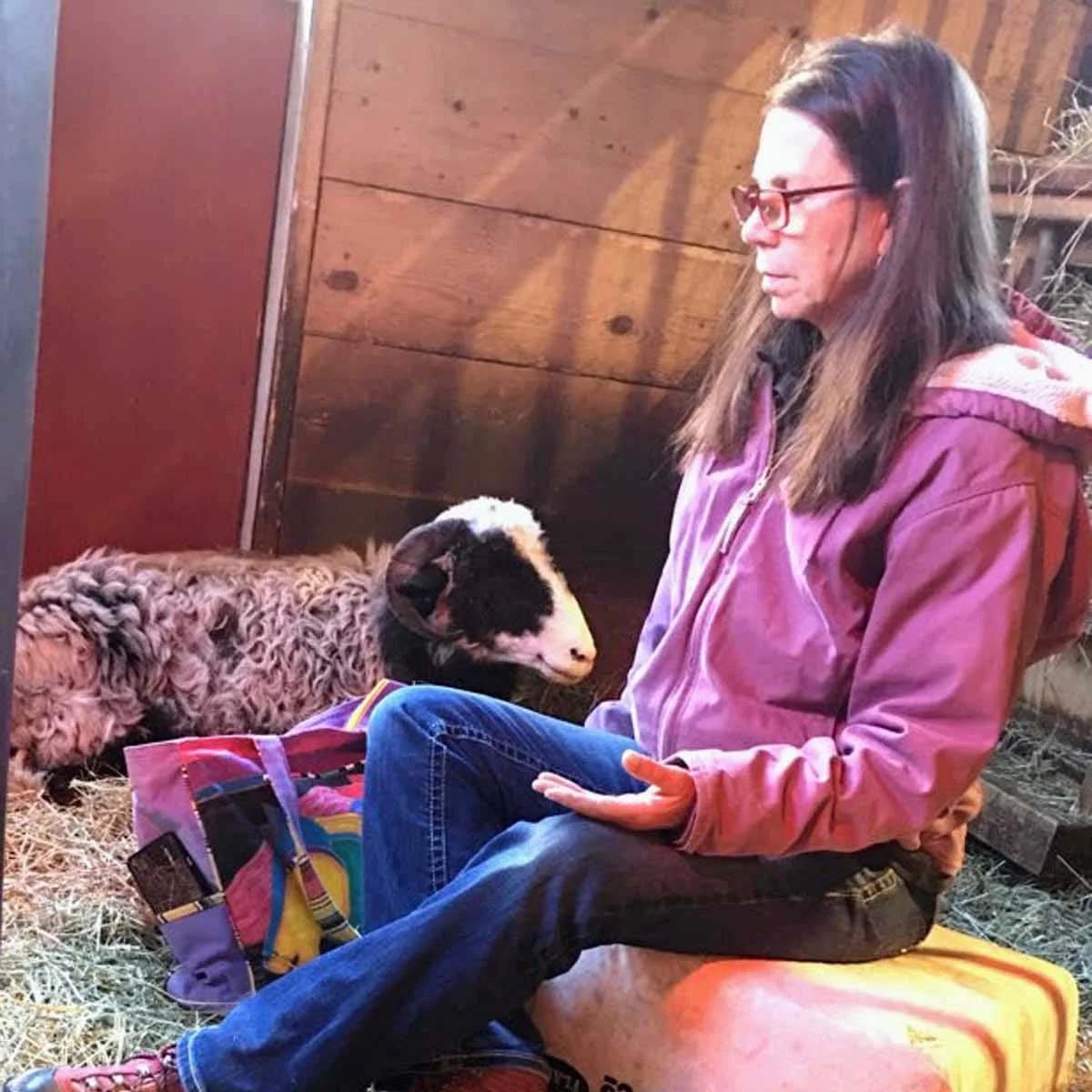 Linda offering Animal Reiki to a sheep