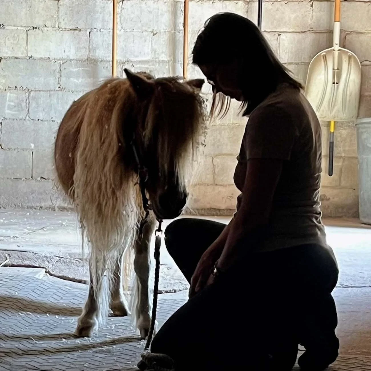 Linda sharing Animal Reiki with miniature pony