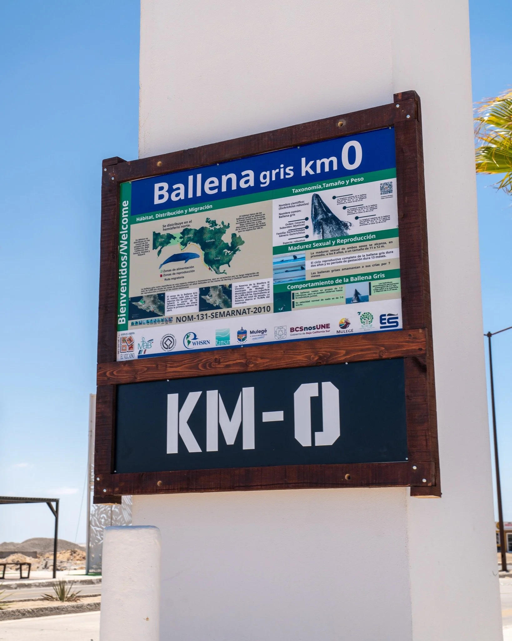 🐋🌊 Un s&iacute;mbolo que fortalece nuestra identidad

La reciente revelaci&oacute;n del Kil&oacute;metro 0 de la Ballena Gris en Guerrero Negro representa un reconocimiento a la importancia de la Laguna Ojo de Liebre como uno de los principales sit
