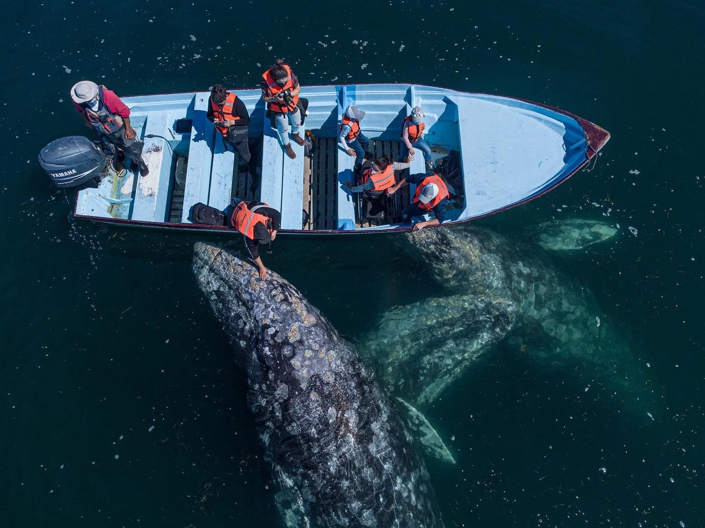 Visitantes observando una ballena gris desde una embarcación en Guerrero Negro.