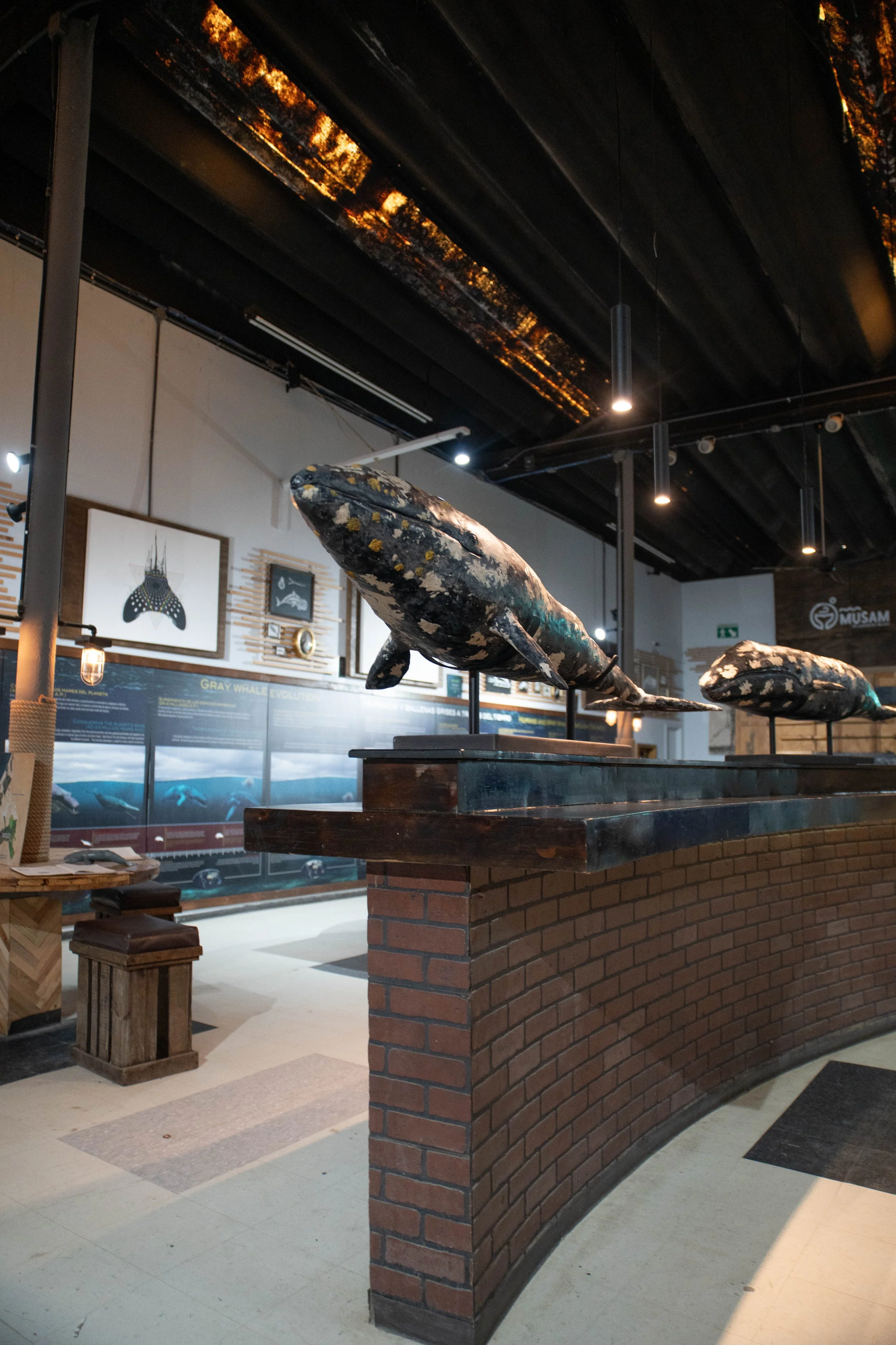Interior del museo MUSAM con exhibición de ballenas y espacios interactivos en Guerrero Negro.