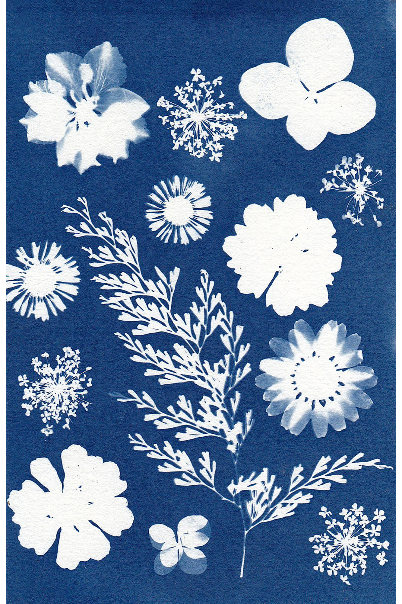 ART LAB: Cyanotype Prints