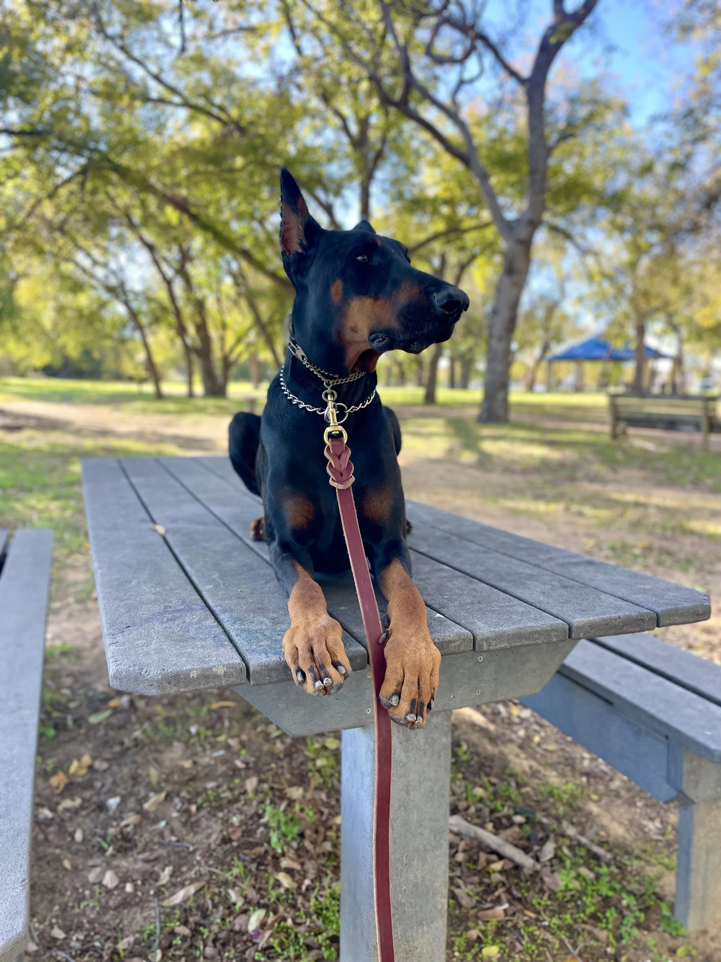 A Doberman Pinscher sitting on a park bench with trees and a blue sky in the background.
