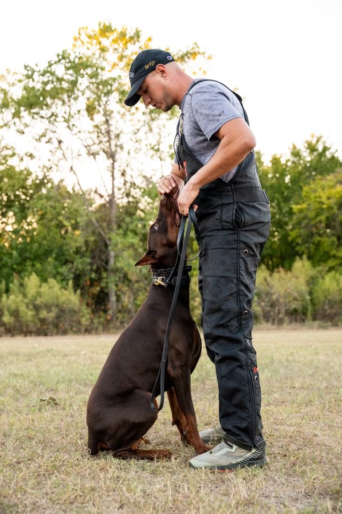 Man practicing training with a Doberman pinscher dog on a grassy field, with trees in the background.