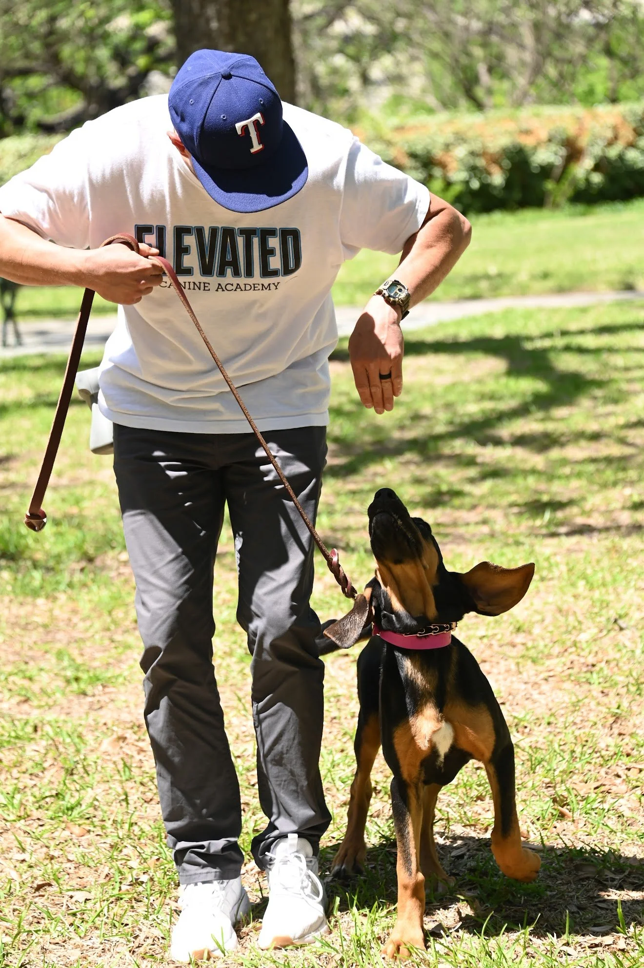 Person in white T-shirt and gray pants playing with a dog in a park. The person wears a navy blue cap, a watch, and a black ring. The dog is a black and tan breed, wearing a pink collar and looking up at the person.