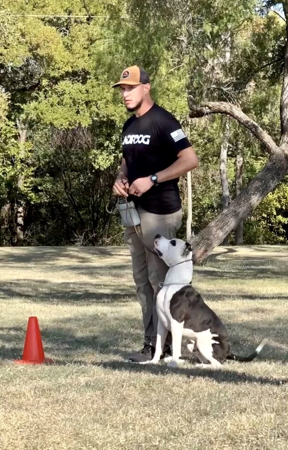 A man standing on grass outdoors holding a leash attached to a black and white dog sitting attentively. There is a red traffic cone on the ground nearby. The background features trees with green foliage and a clear sky.