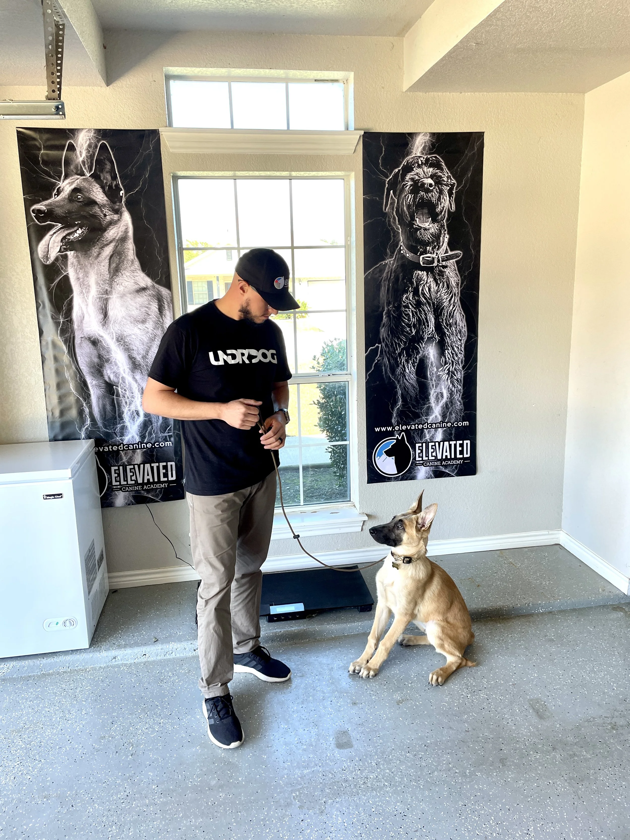 A man in black clothing and baseball cap holding a leash, training a tan and black Belgian Malinois puppy indoors. Two large posters of German Shepherd and Rottweiler dogs are on the walls behind them.