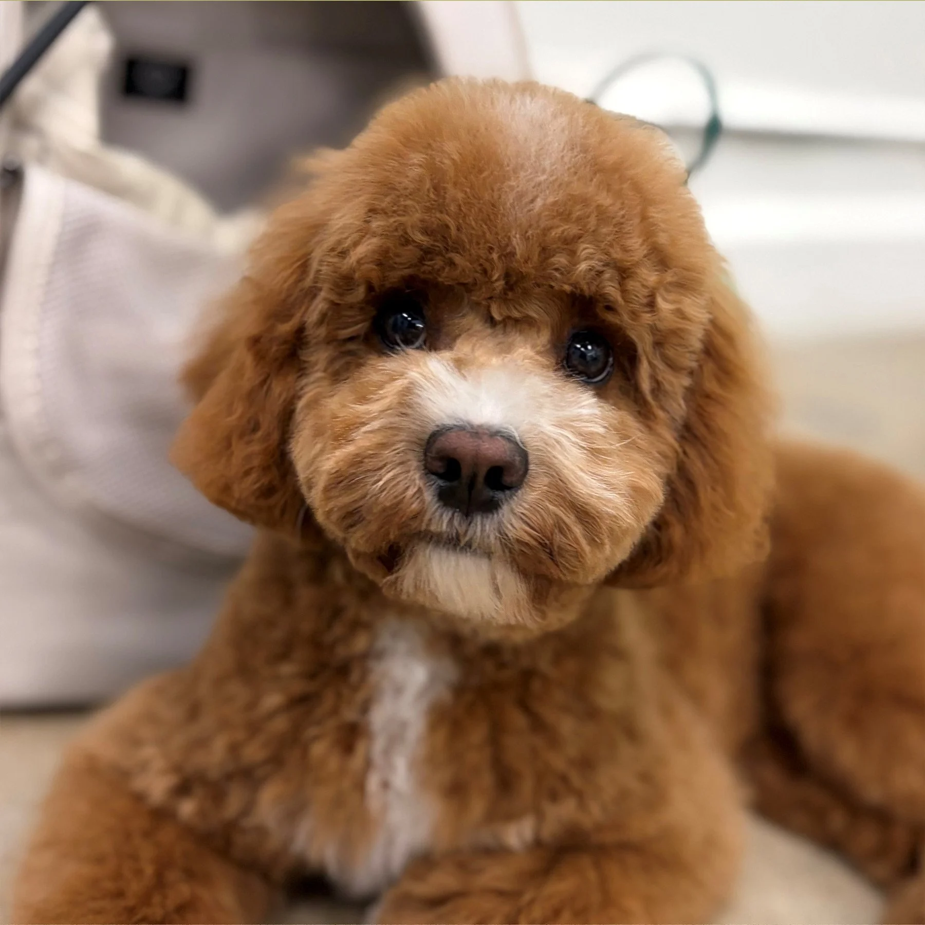 At Ease — Calm and comfortable in our care.