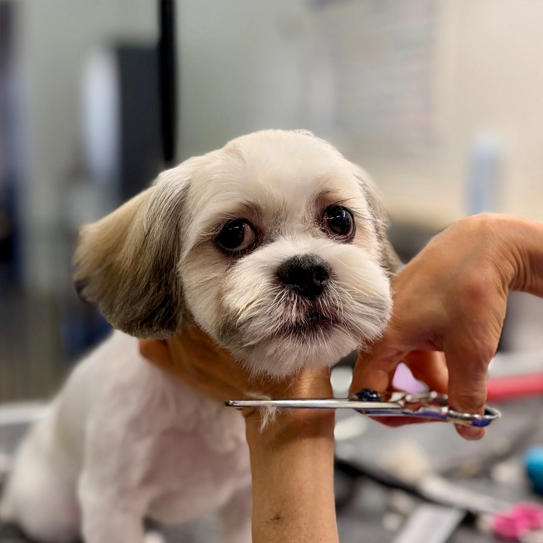 Grooming — Thoughtful styling with attention to detail.