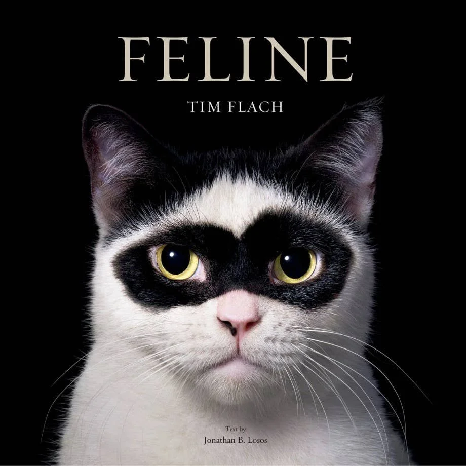 Feline Cat Portrait Photography Coffee Table Book