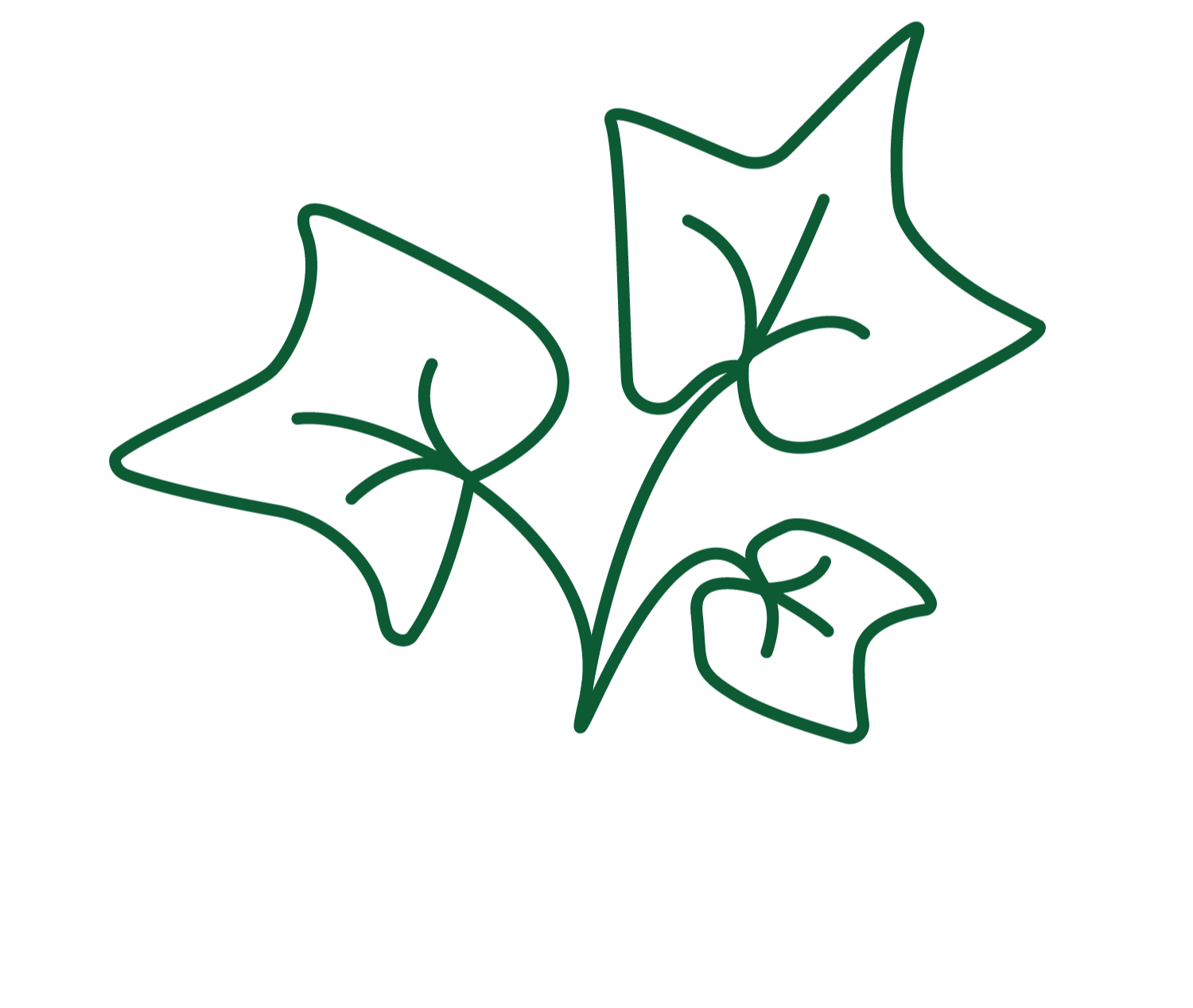 Outline drawing of three maple leaves connected at the stems.