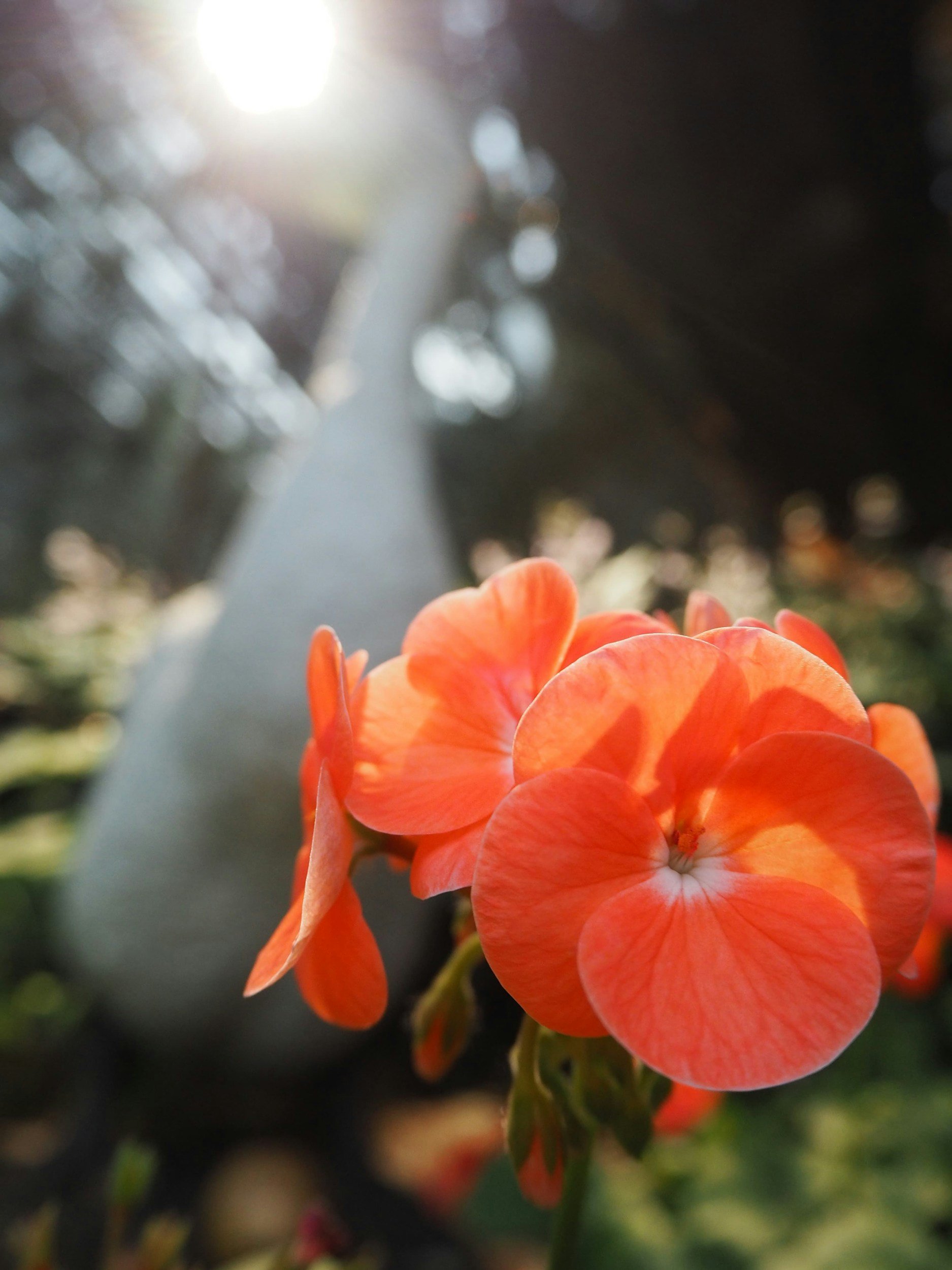 Close-up of orange flowers with petals and a blurred background of sunlight and trees