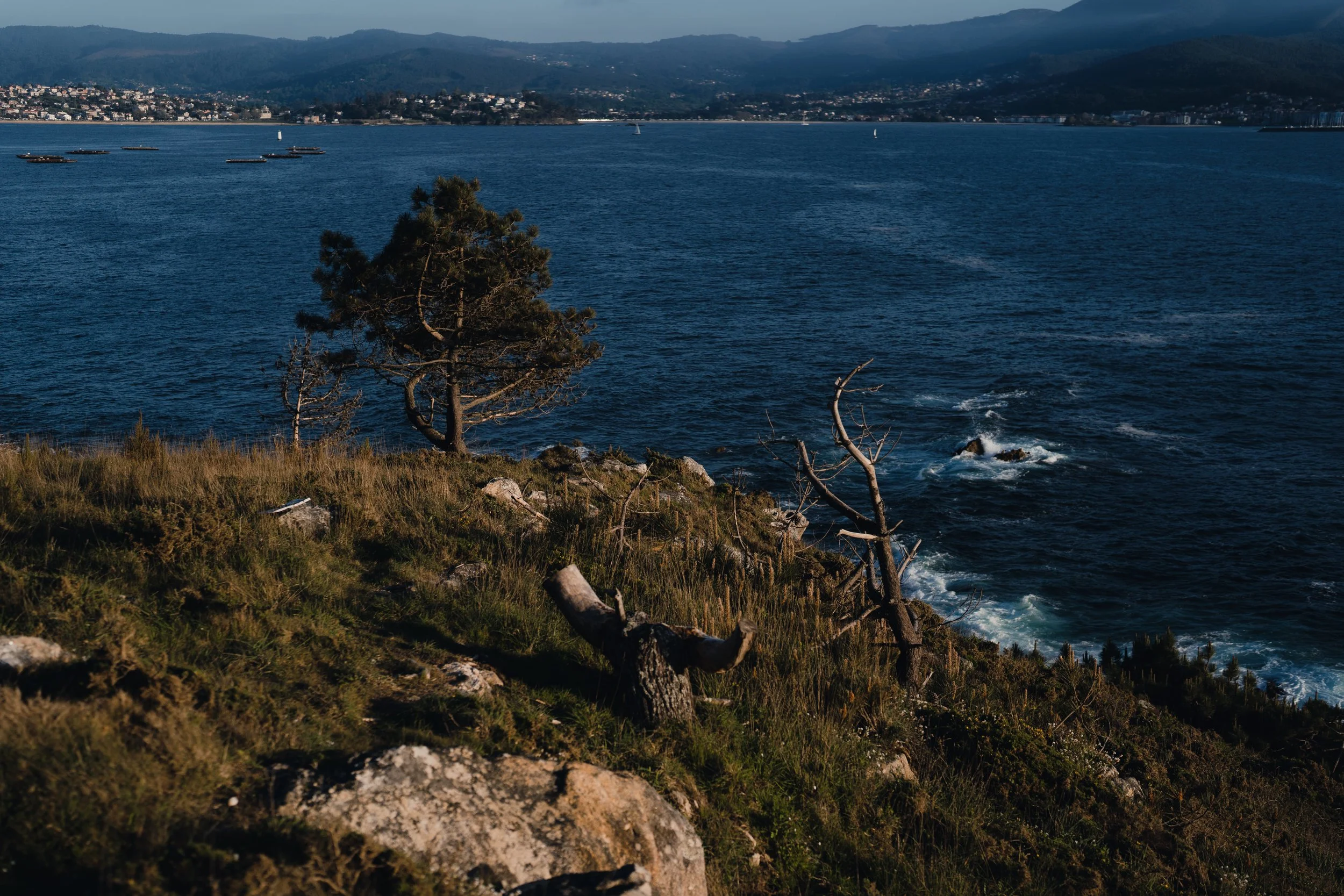El arbol de la aurora