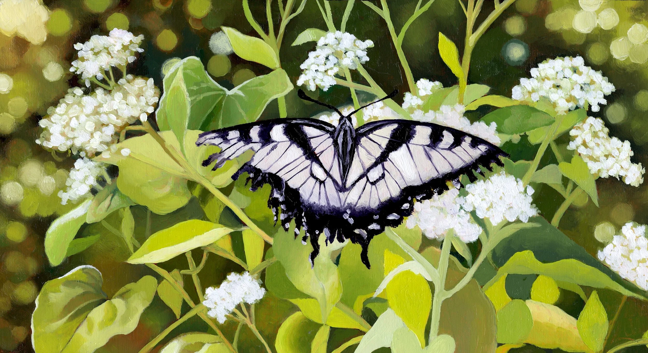 A black and white butterfly resting on green leaves and white flowers.