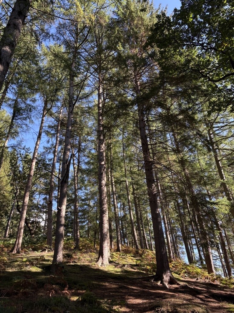 Tall trees in a pine forest with sunlight filtering through the branches and a clear blue sky visible above.