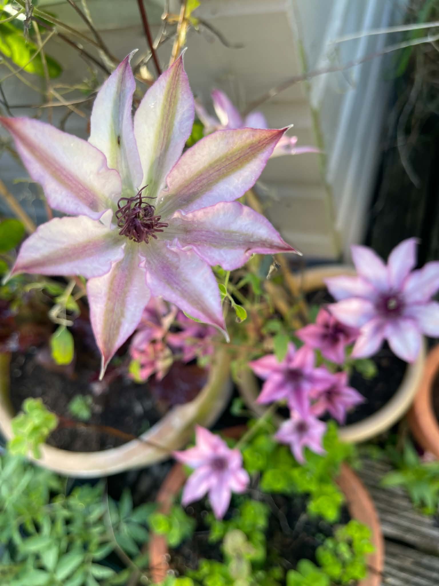 Clematis Flower Essence 