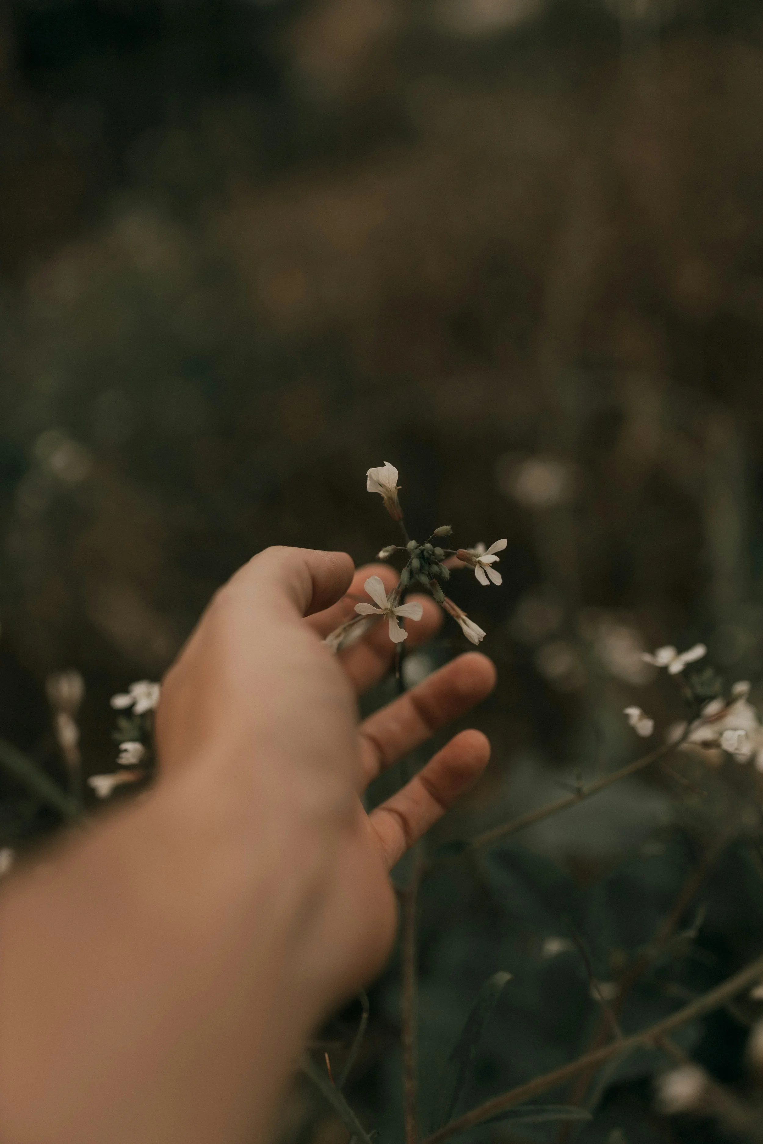 THE SUN - AROMATHERAPY