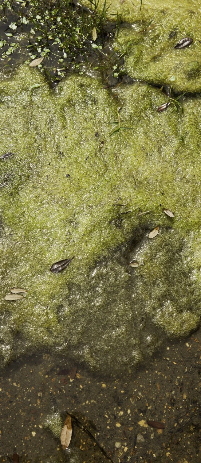 Superficies 23, 39"x17" archival inkjet print on Hahnemuhle Photorag Pearl, 2016