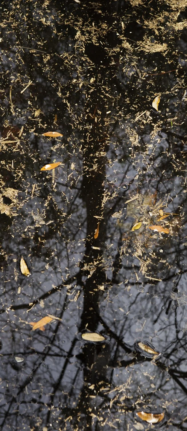 Superficies 22, 39"x17" archival inkjet print on Hahnemuhle Photorag Pearl, 2016