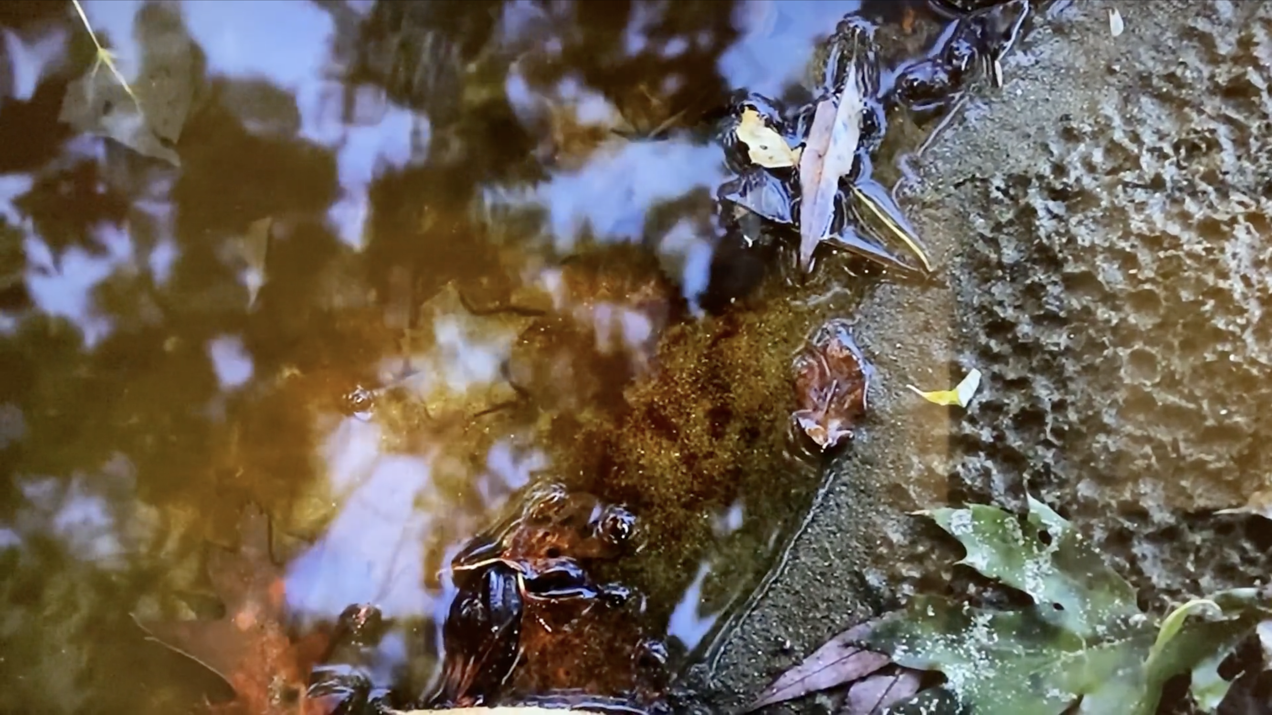 Breathing in Place video walkthrough, 2020