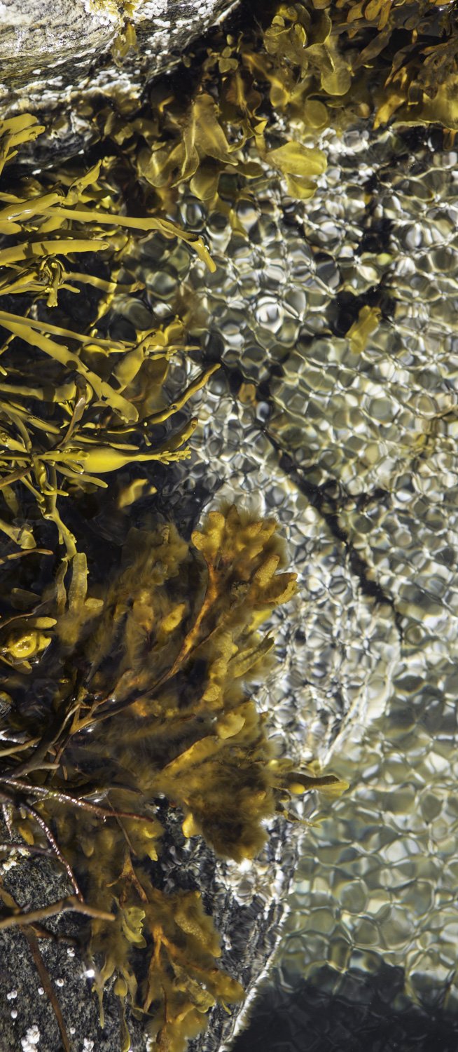 Superficies 27, 39"x17" archival inkjet print on Hahnemuhle Photorag Pearl, 2017