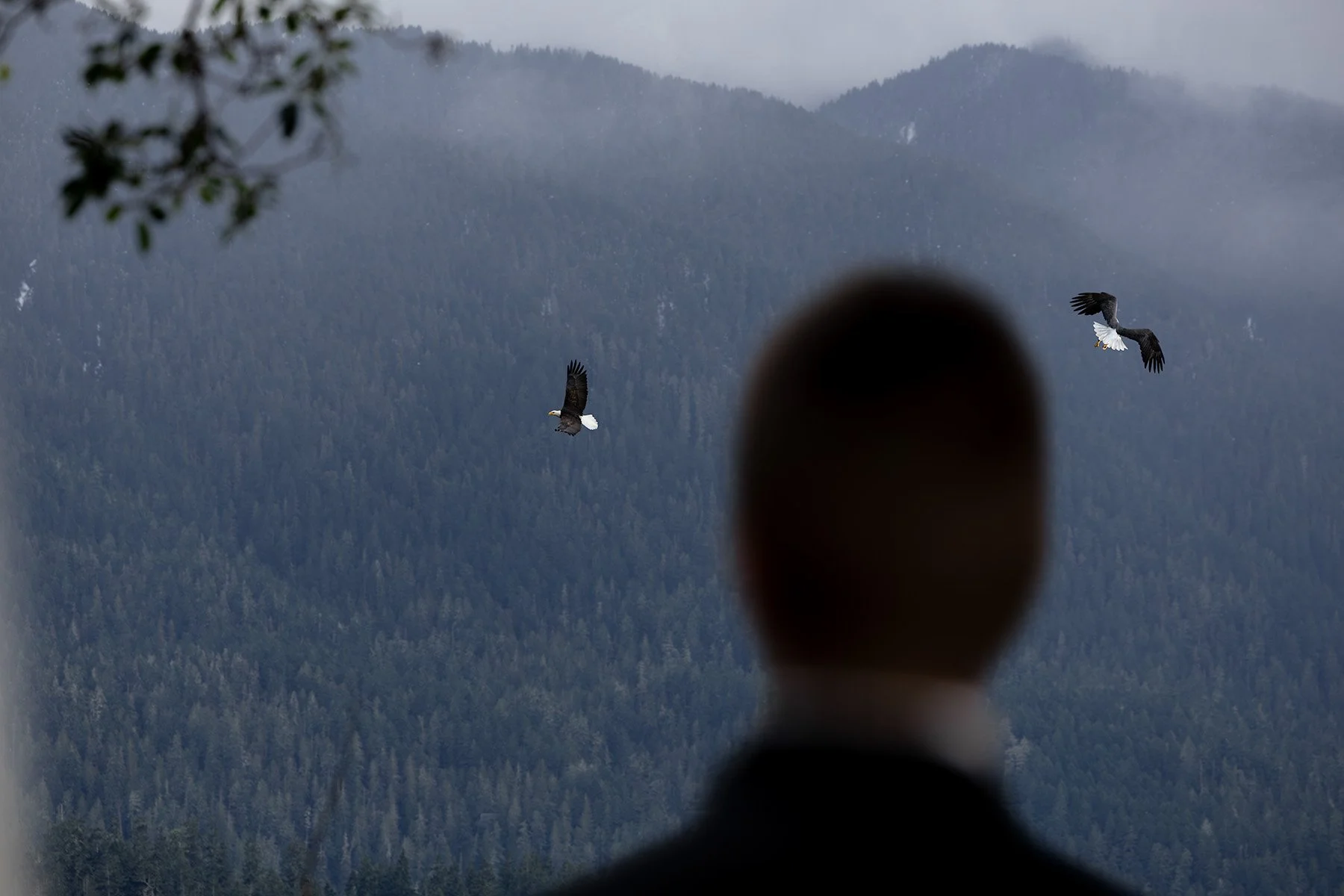 A man in a suit a bald eagle fly overhead on his elopement day in Olympic National Park.