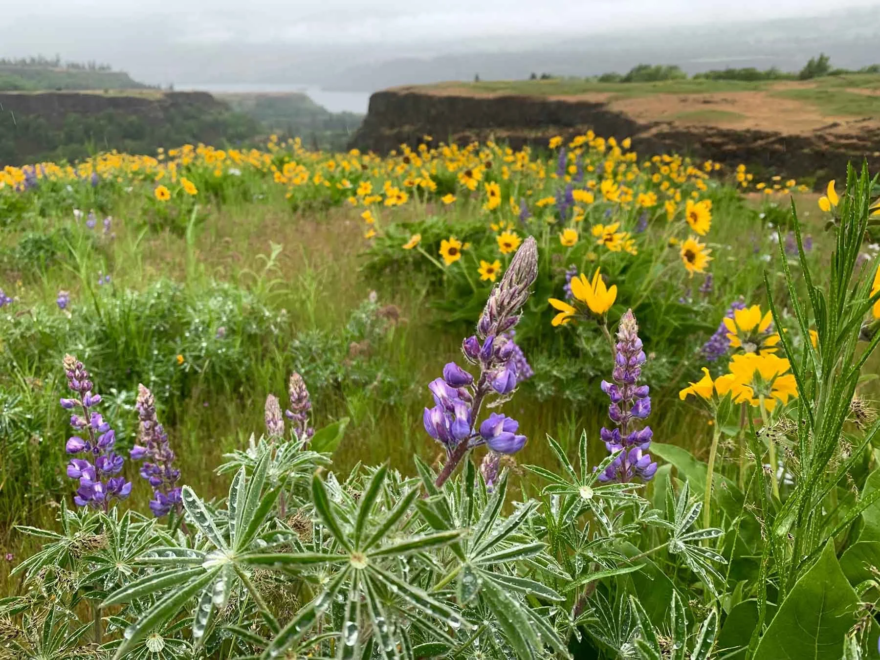 Balsamroot and Lupine in The Columbia River Gorge
