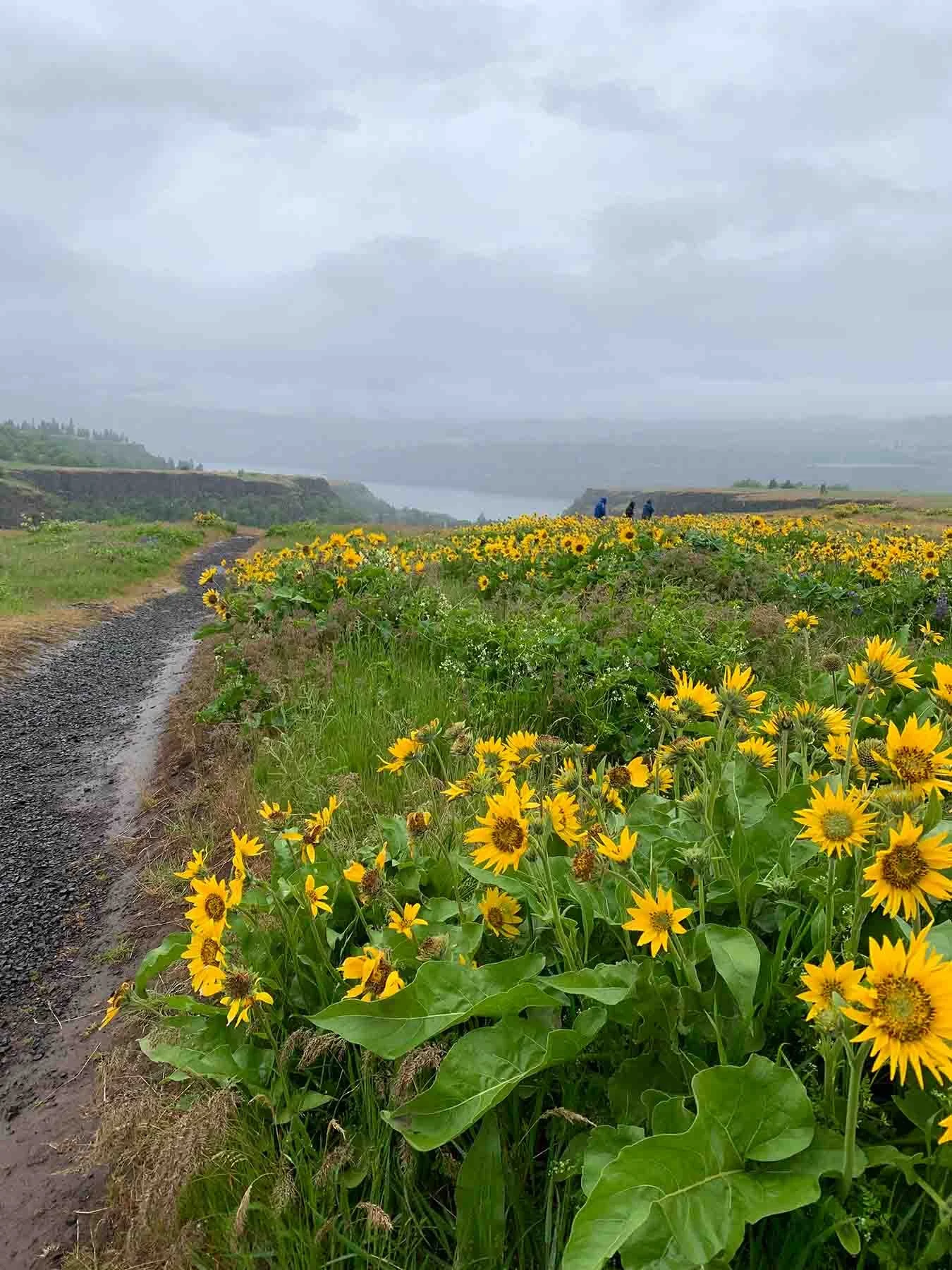 Balsamroot in The Columbia River Gorge