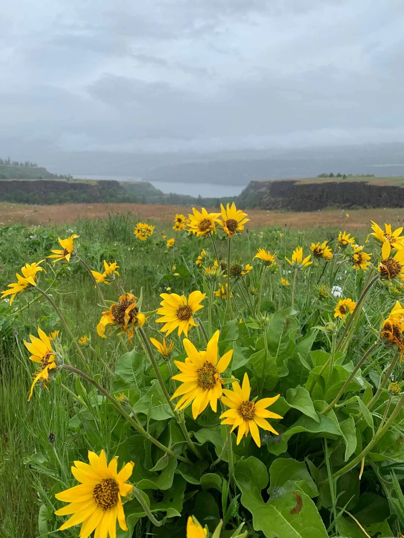 Wildflowers in The Columbia River Gorge
