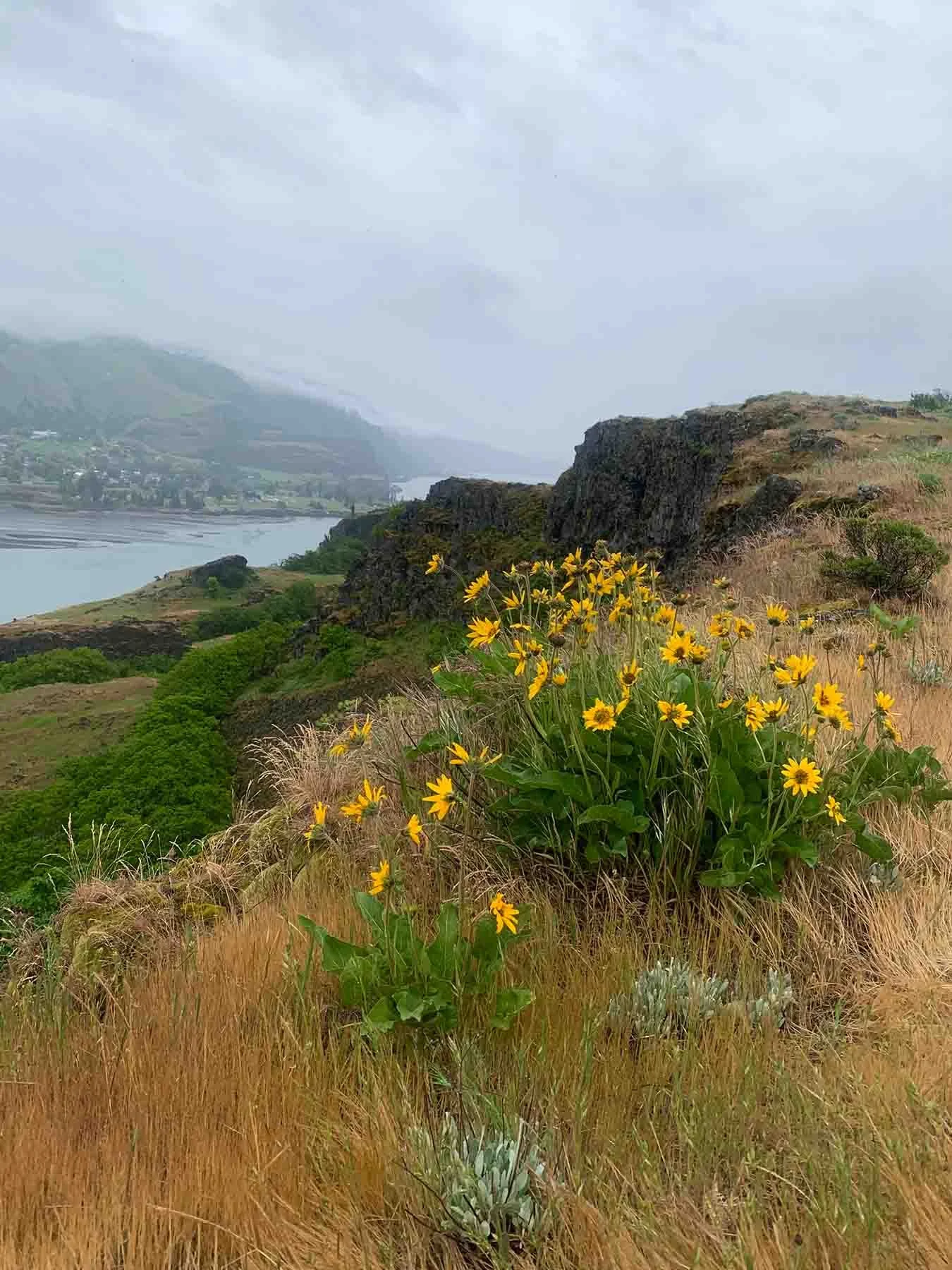 Wildflower season in The Columbia River Gorge.