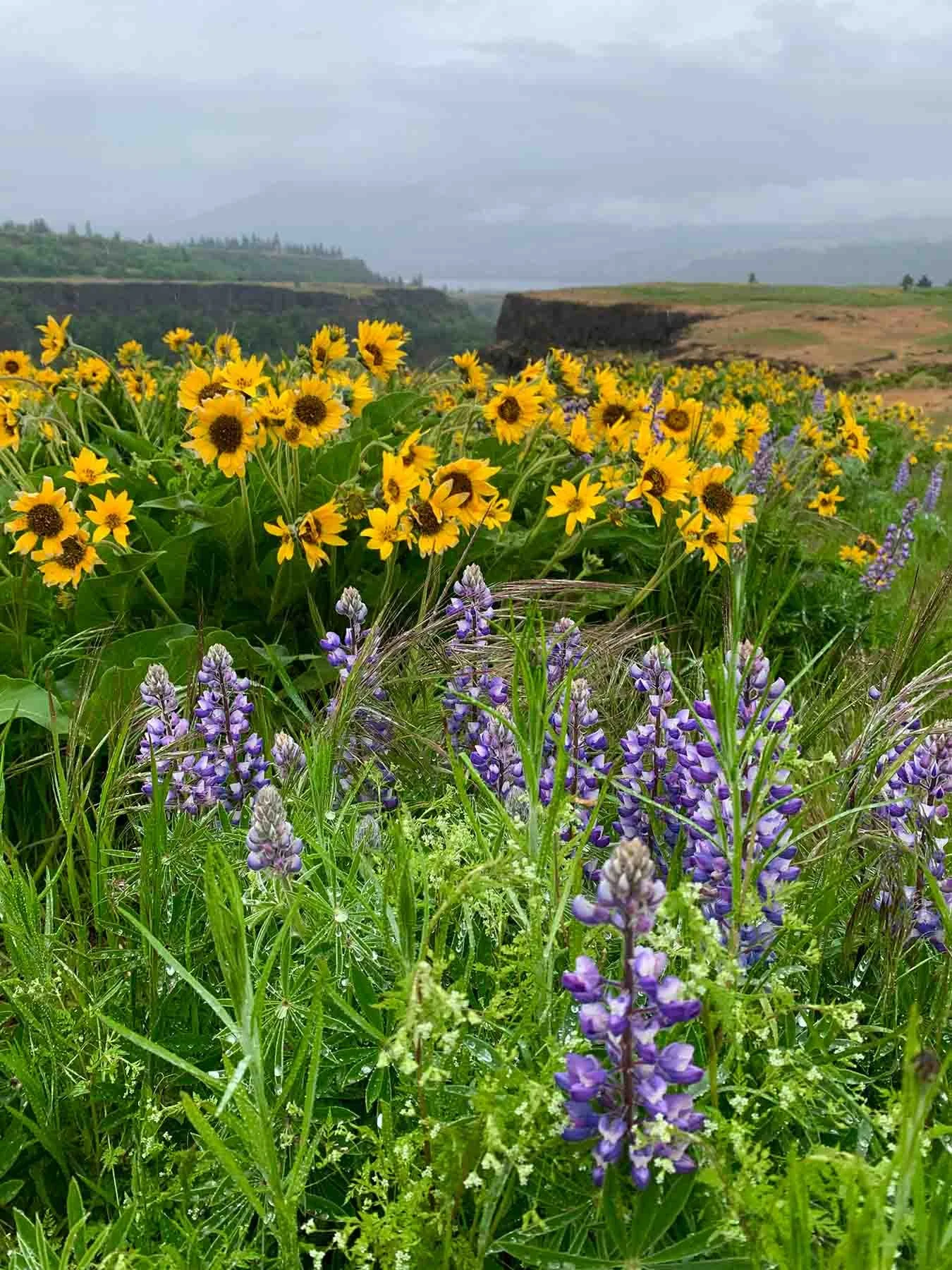 Wildflower Season in Washington and Oregon