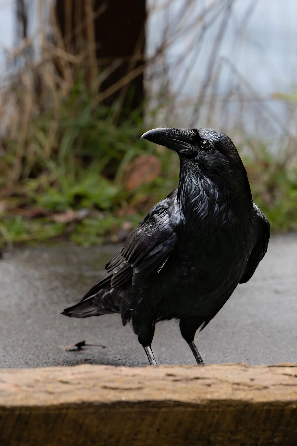 Close up of a raven standing on pavement in Olympic National Park