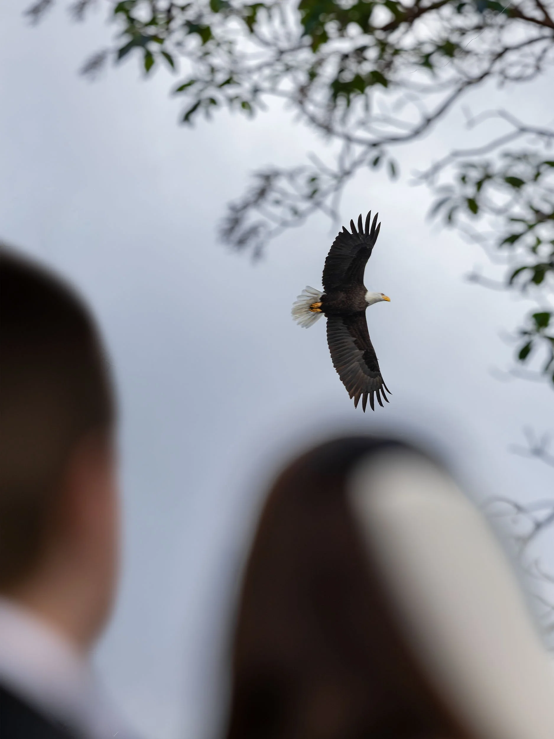 Wedding couple look up at a Bald Eagle flying over them at their Olympic National Park elopement.