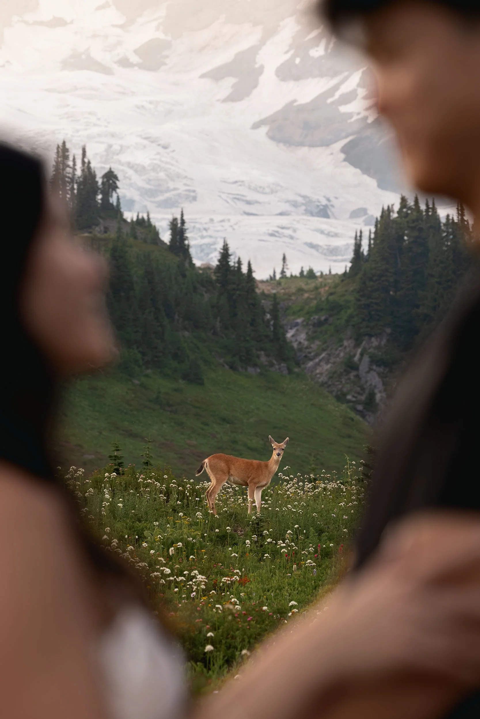 A deer in a subalpine wildflower meadow looks at a couple in the foreground during their engagement session. Mount Rainier looms large in the background.