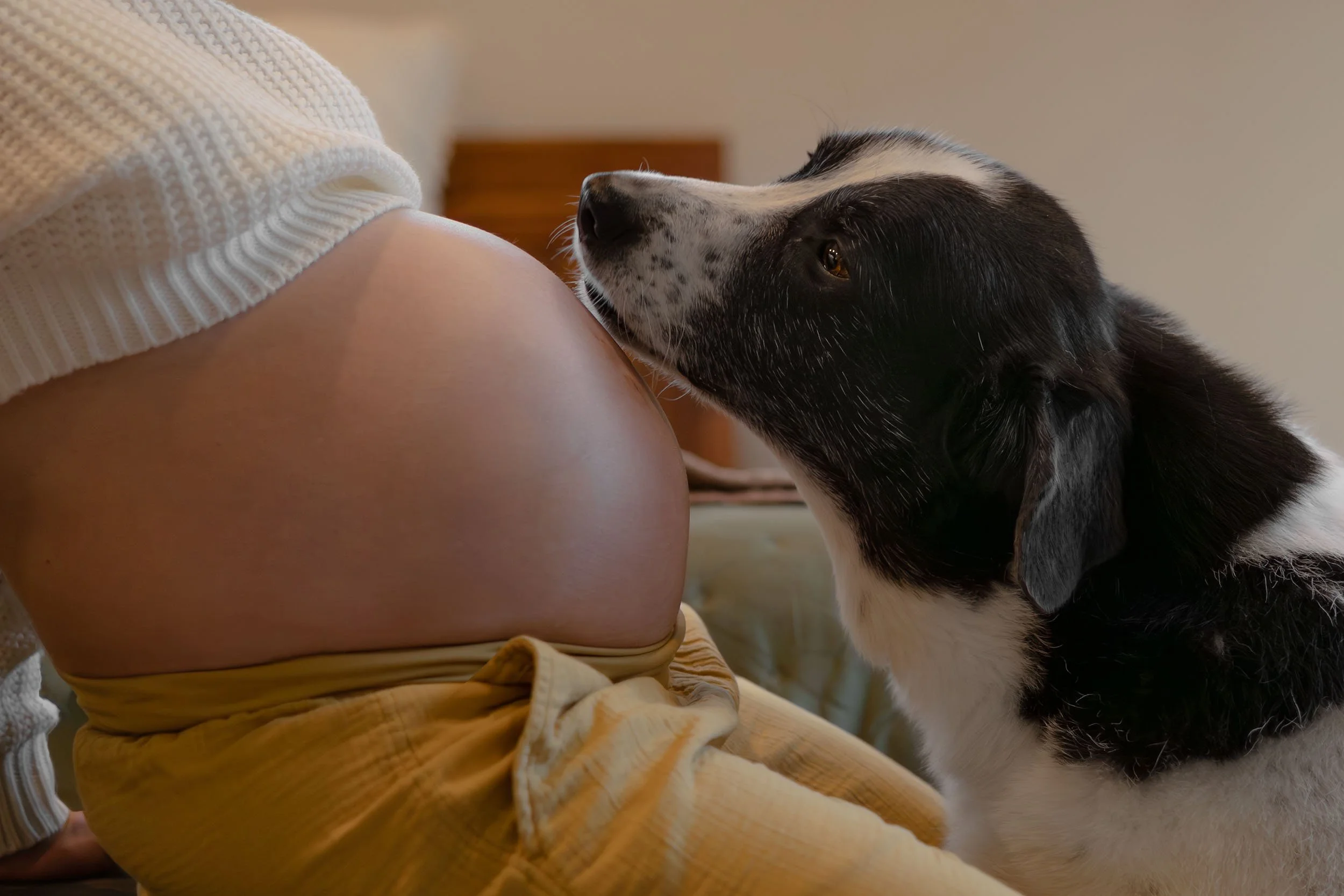 A dog leans into his person's pregnant belly, looking up at her, during an in-home lifestyle maternity session near Tacoma