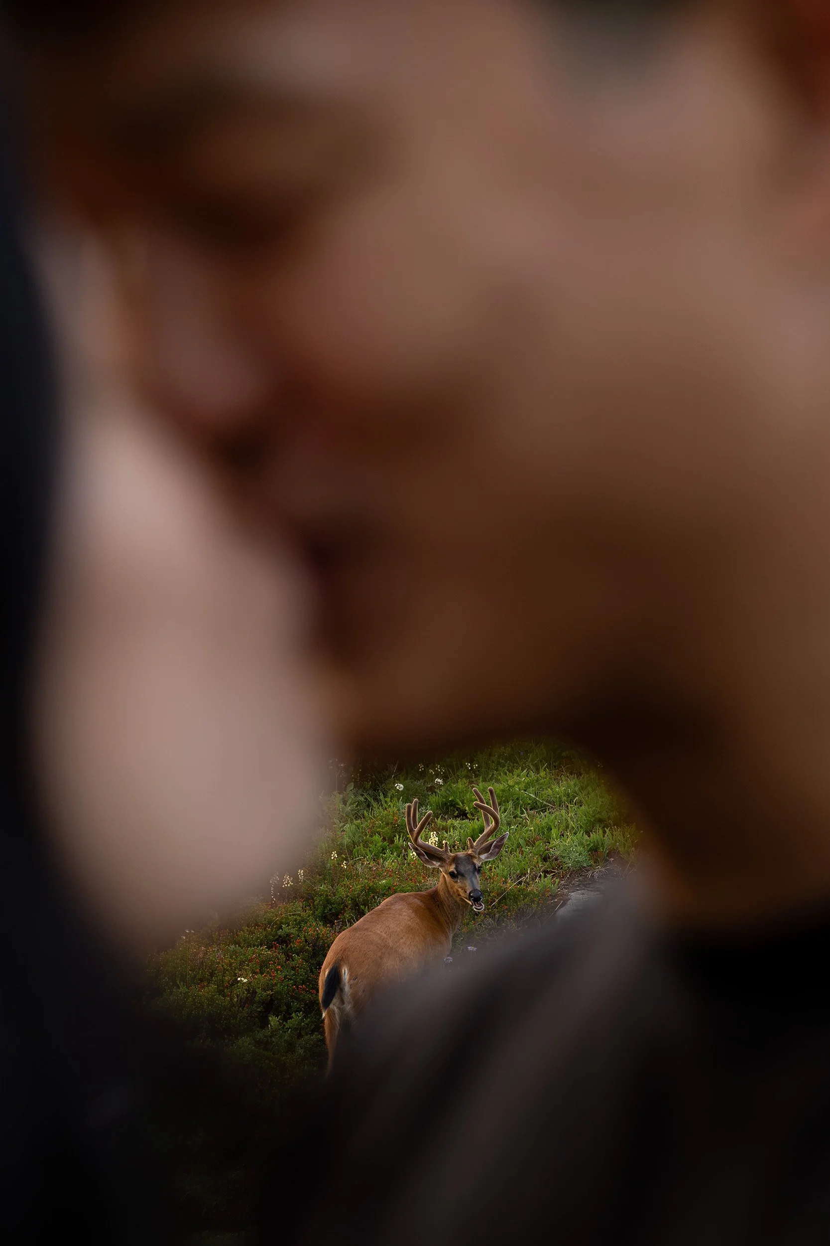 A deer watches a couple kissing in the foreground at Mount Rainier.