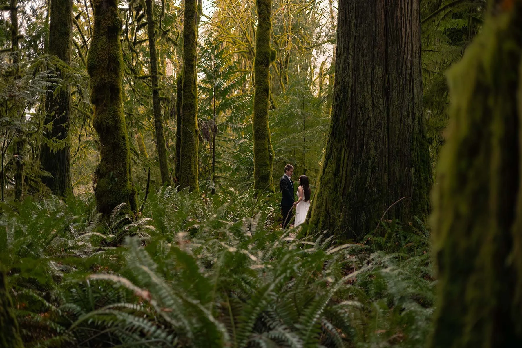 A couple in wedding attire stand in a mossy, old-growth forest dense with lush green ferns at Bovee's Meadow on Lake Crescent.
