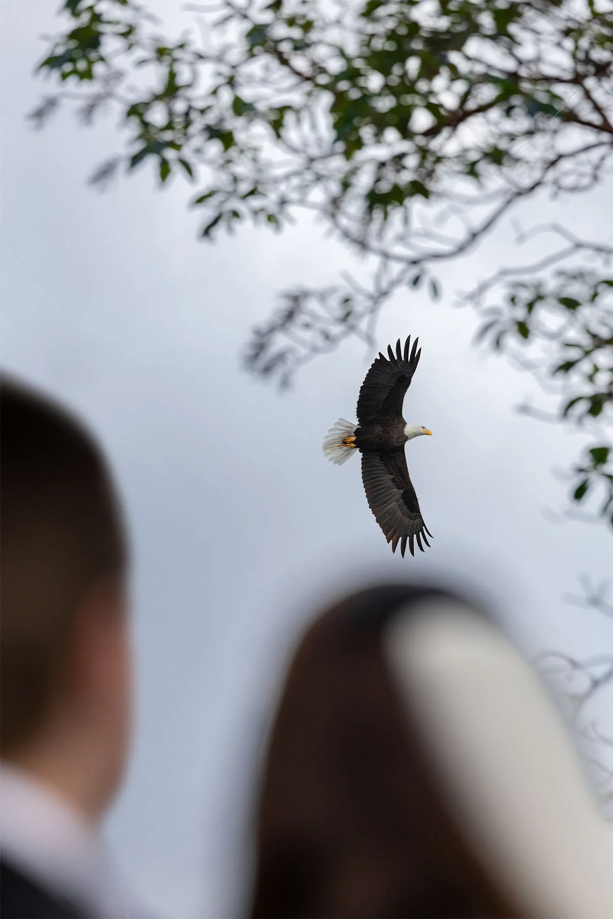 A couple watches a bald eagle fly overhead on their elopement day in Olympic National Park.