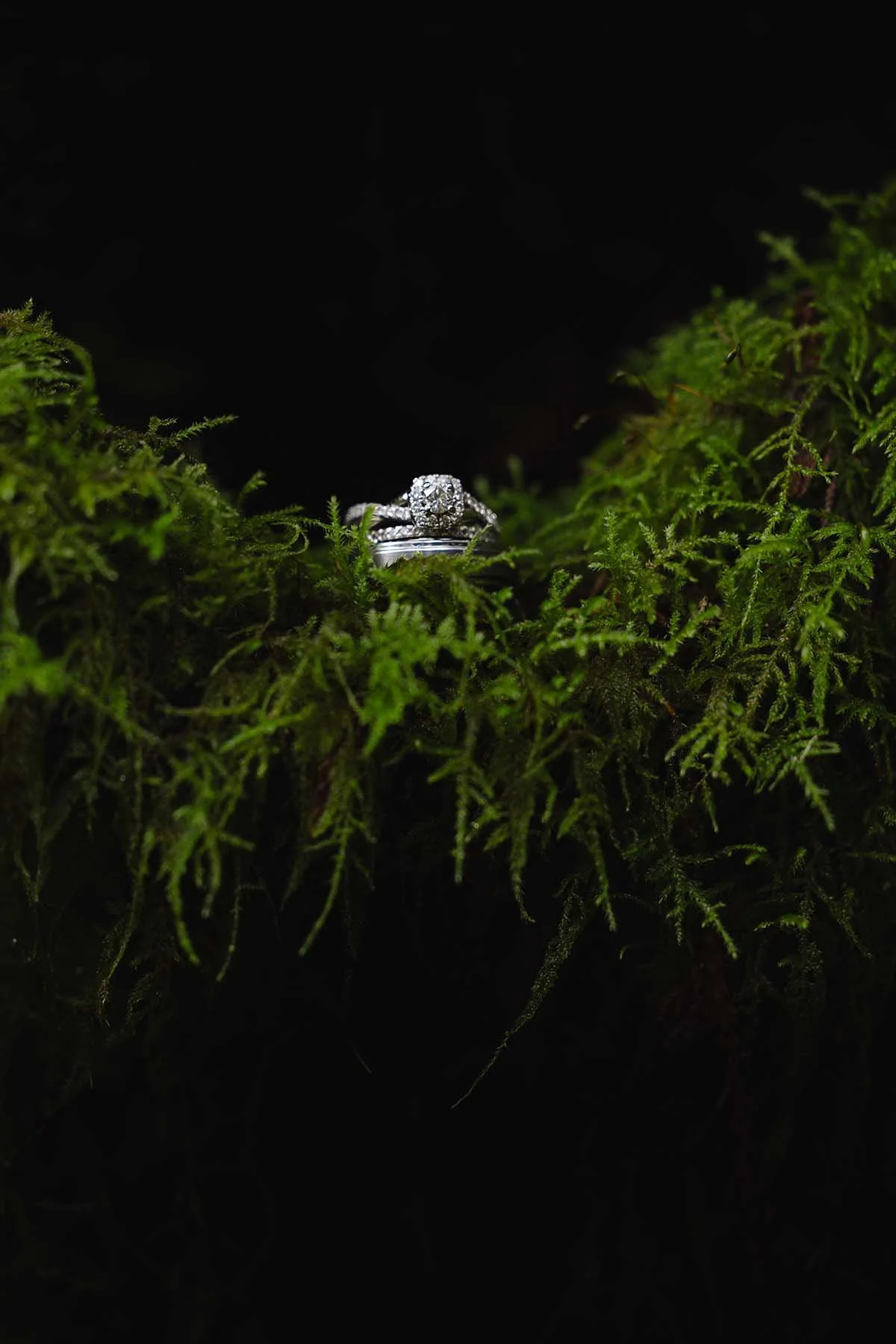 A stack of wedding rings sits in a bed of moss on a tree during an Olympic National Park elopement