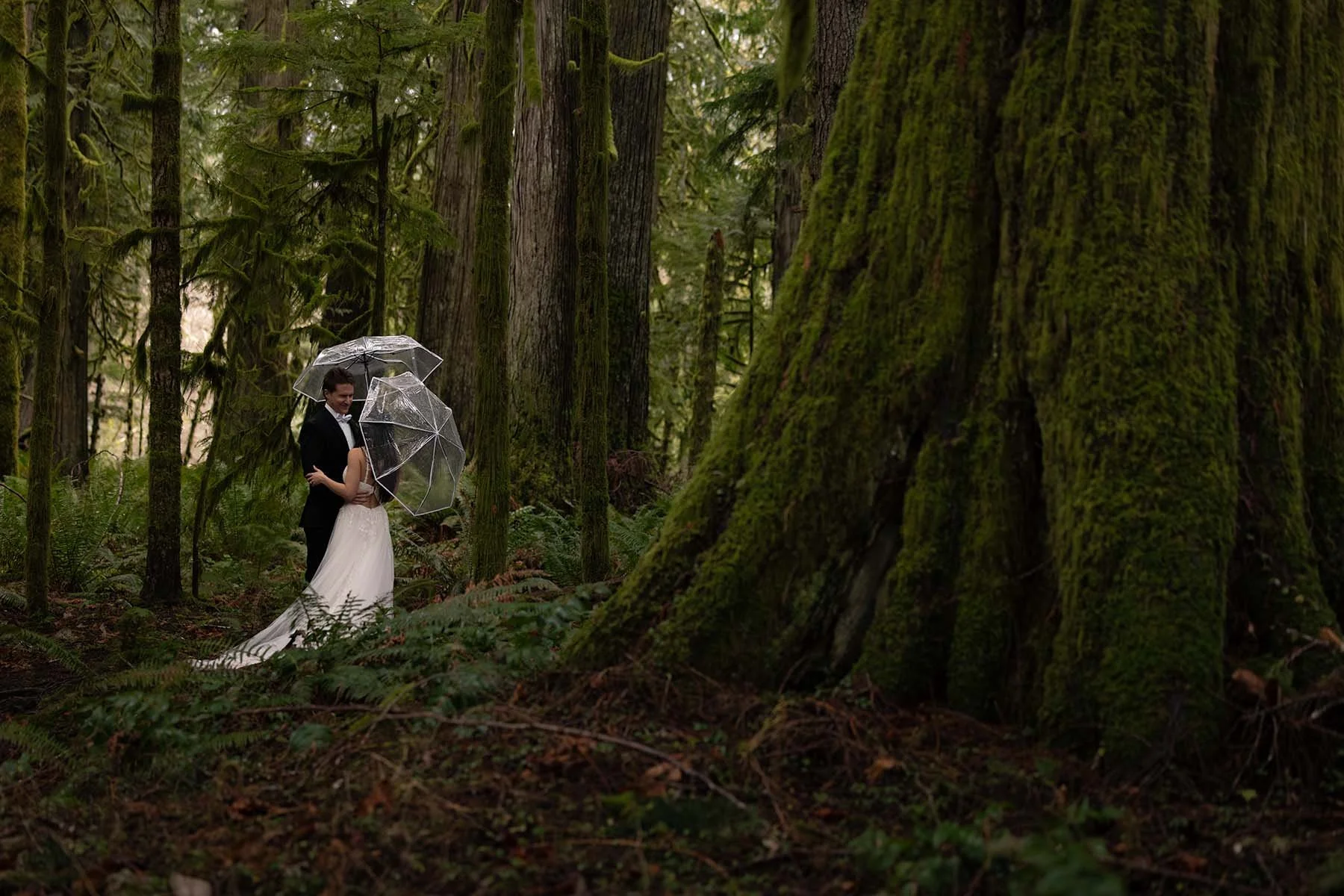A wedding couple stand in a mossy, old-growth forest holding umbrellas.