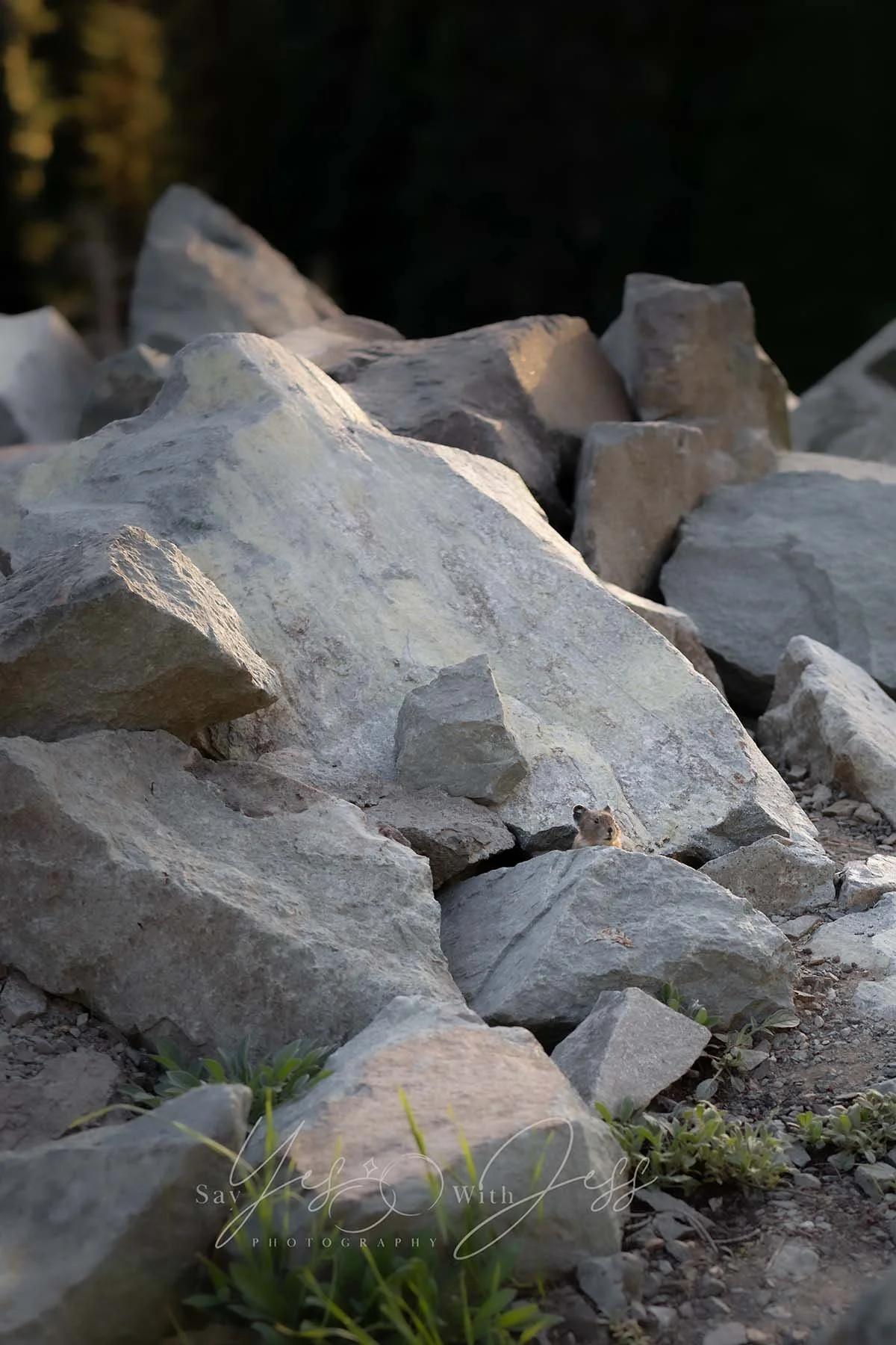 A curious pika pops up from between boulders during a Mount Rainier elopement.