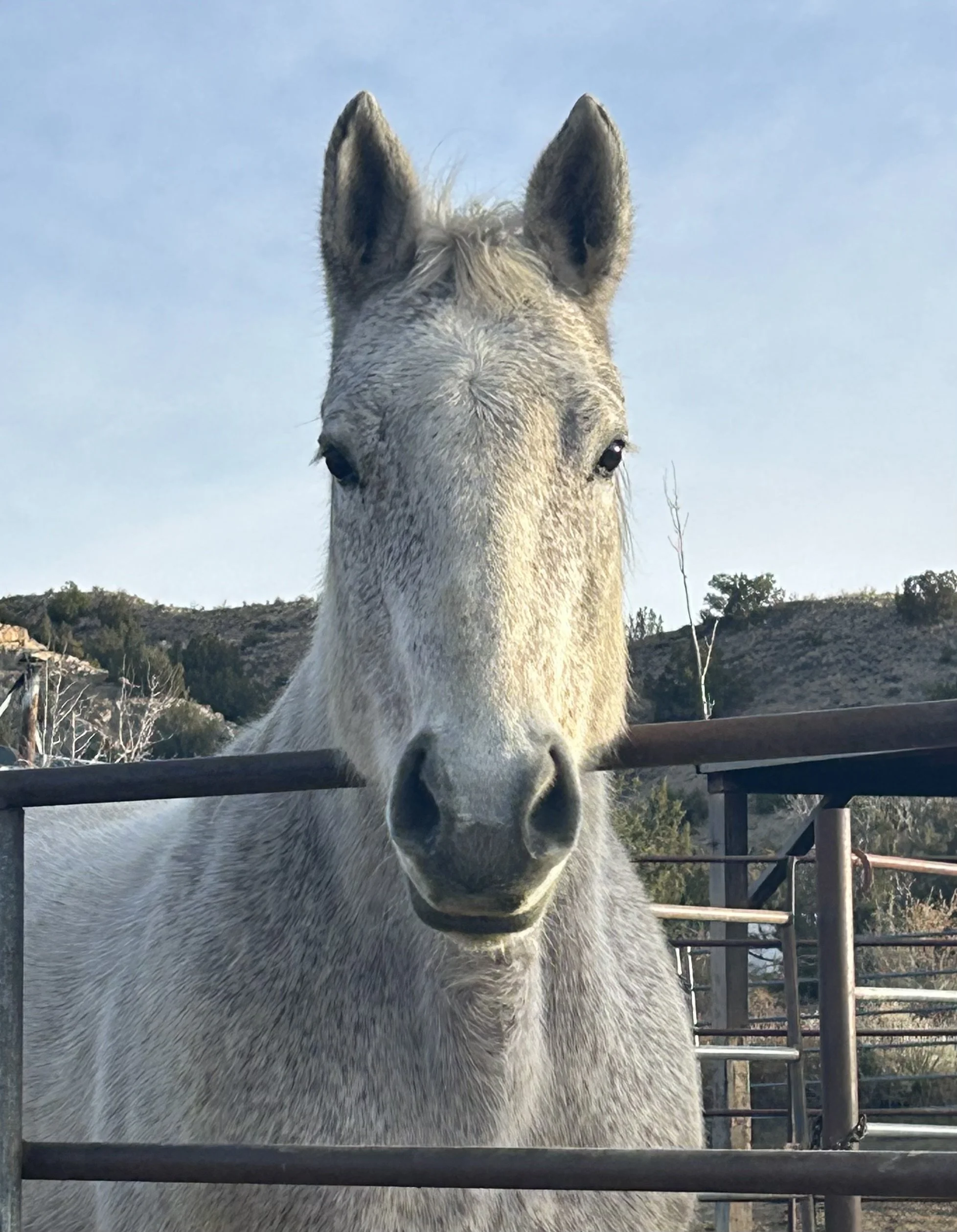 One of the friendly horses waiting for you to book a ride at Turquoise HIlls Riding Co. near Santa Fe, NM. 