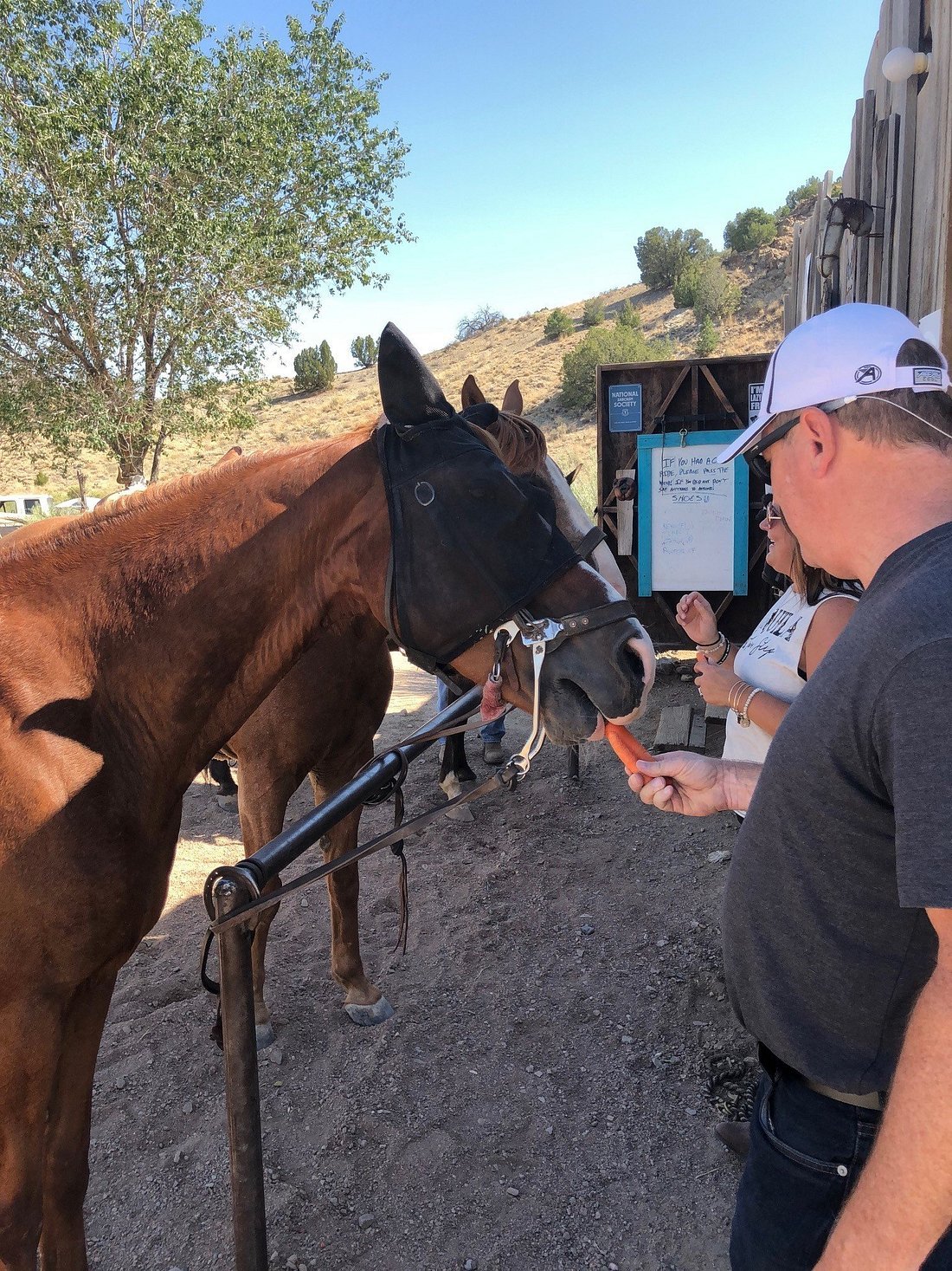 A man feeding a horse a carrot at an outdoor setting with hills and trees in the background.